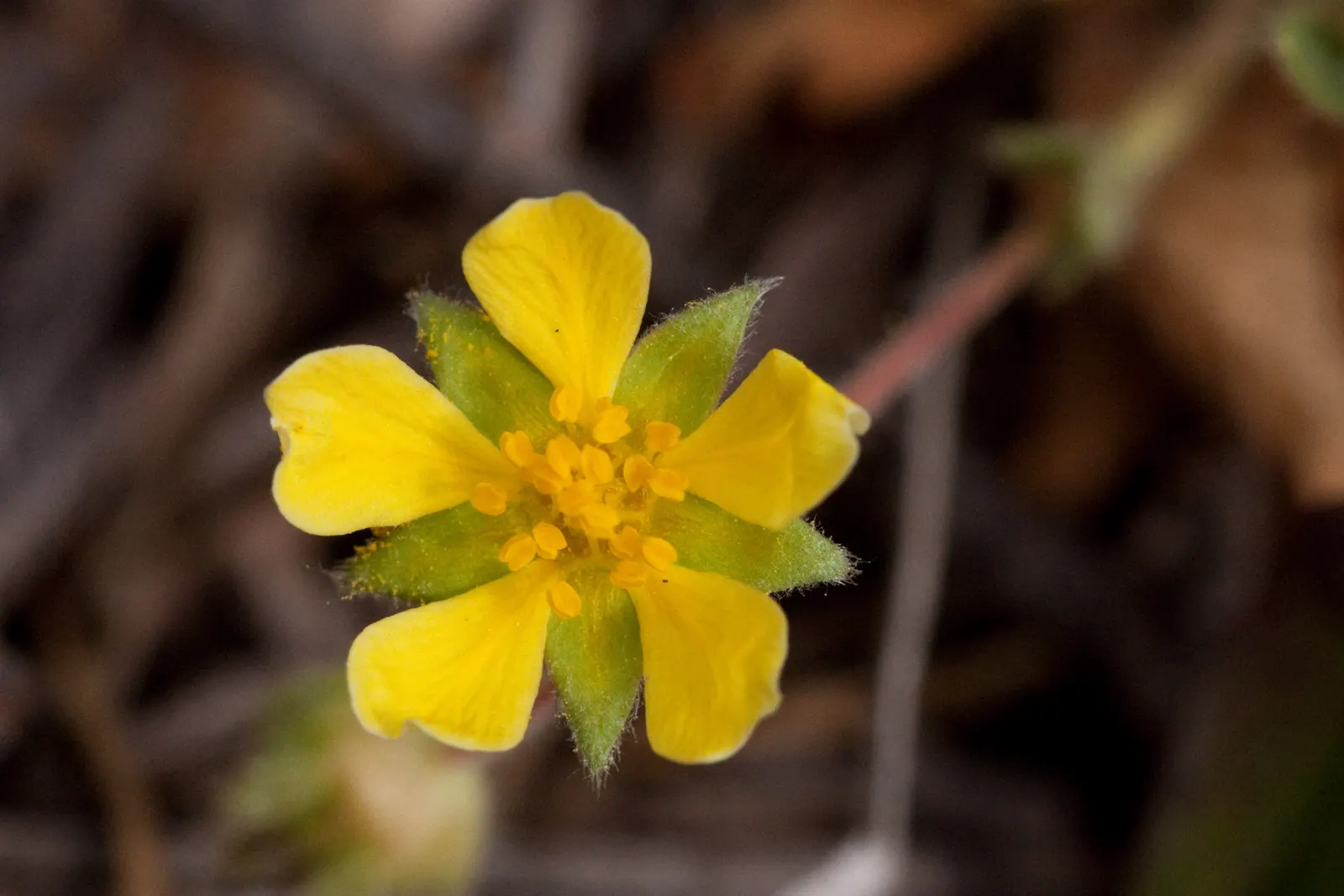 Cinquefoil (Potentilla Neumanniana) — providing a dense mat that effectively suppresses weeds; commonly referred to as Cinquefoil or Spring, image 90