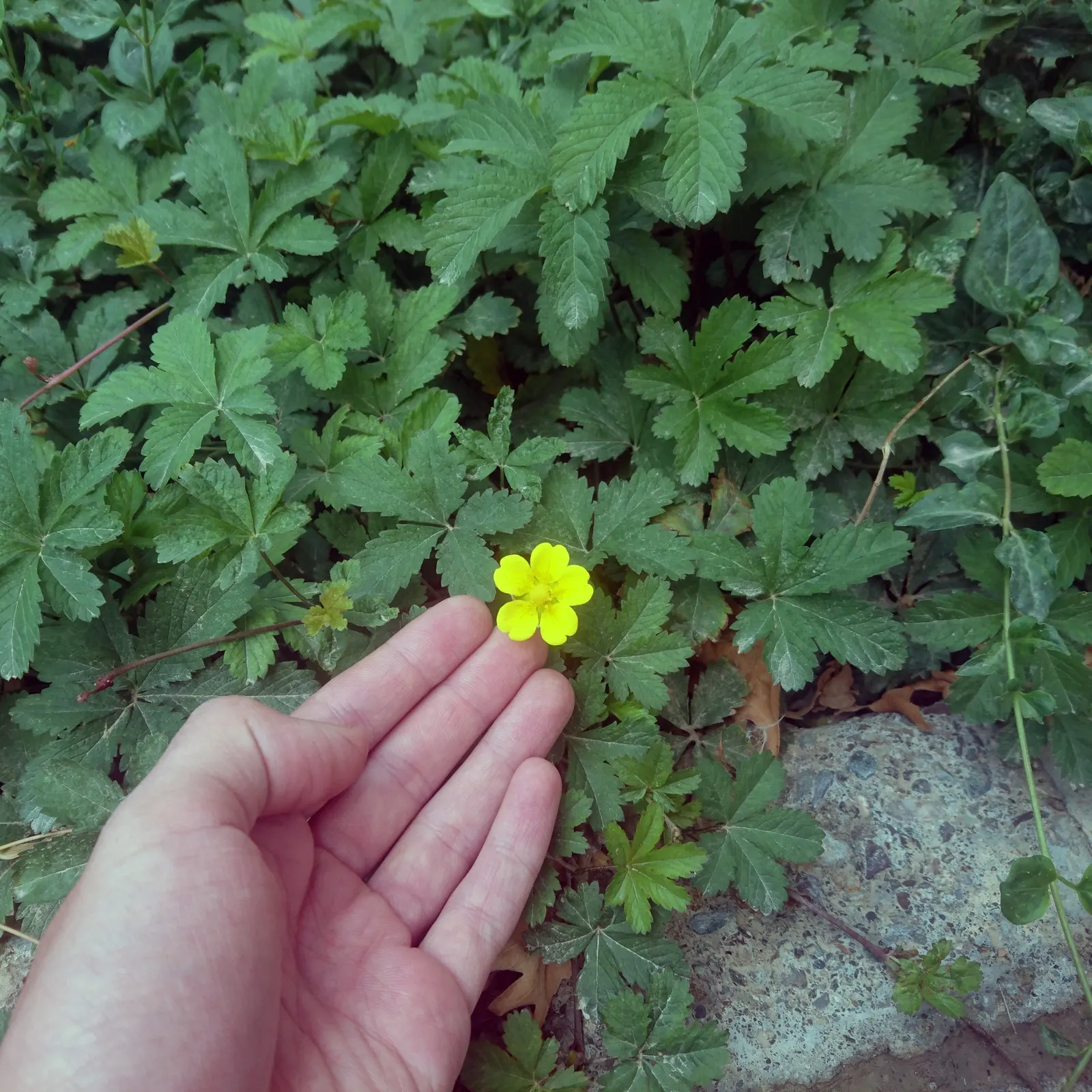 Cinquefoil (Potentilla Neumanniana) — its semi-evergreen foliage ensures year-round interest; it features bright yellow, five-petaled flowers, image 209