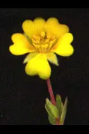 Cinquefoil (Potentilla Neumanniana) — creating an aesthetically pleasing tapestry of texture and color; this groundcover spreads 6-12 inches wide, image 186