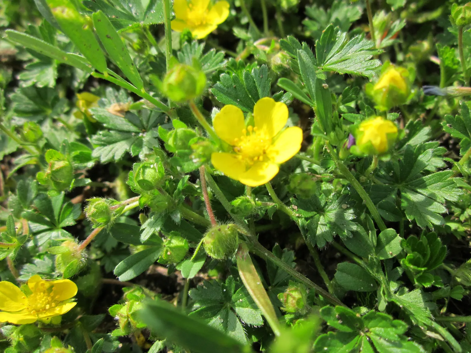 Cinquefoil (Potentilla Neumanniana) — It features bright yellow, five-petaled flowers spanning 0.5-1 inches across atop trifoliate green leaves, image 56