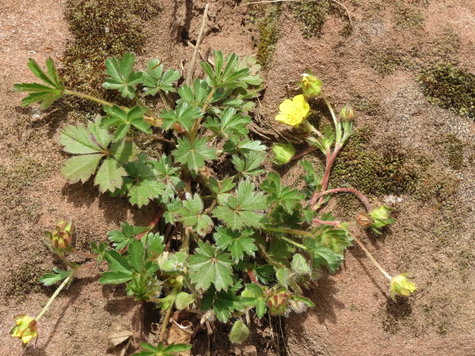 Cinquefoil (Potentilla Neumanniana) — This plant prefers full sun to partial shade and is highly adaptable to various soil types; especially in, image 123