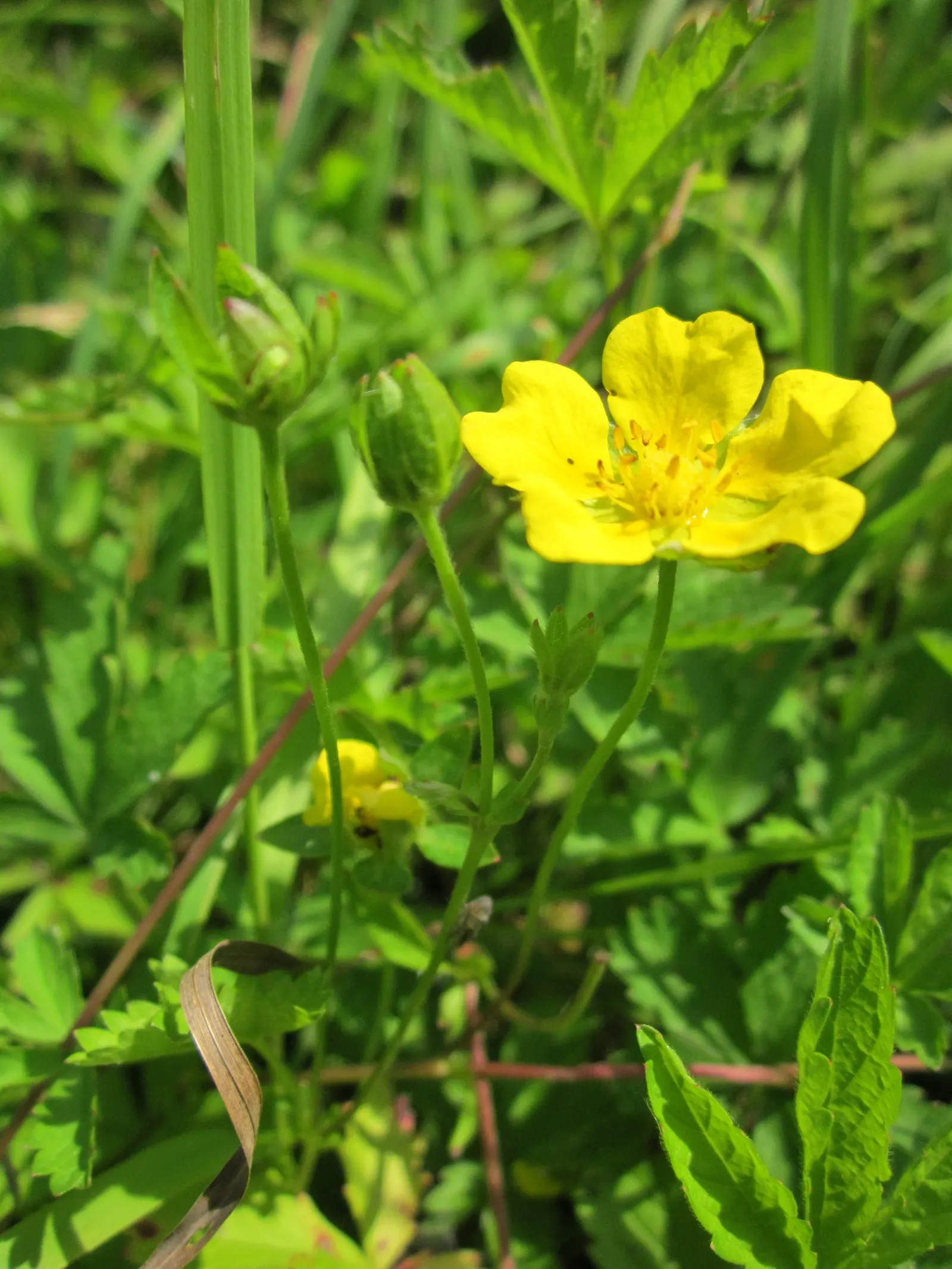 Cinquefoil (Potentilla Neumanniana) — though it flourishes in well-drained; cinquefoil (Potentilla neumanniana) is a low-growing perennial, image 205