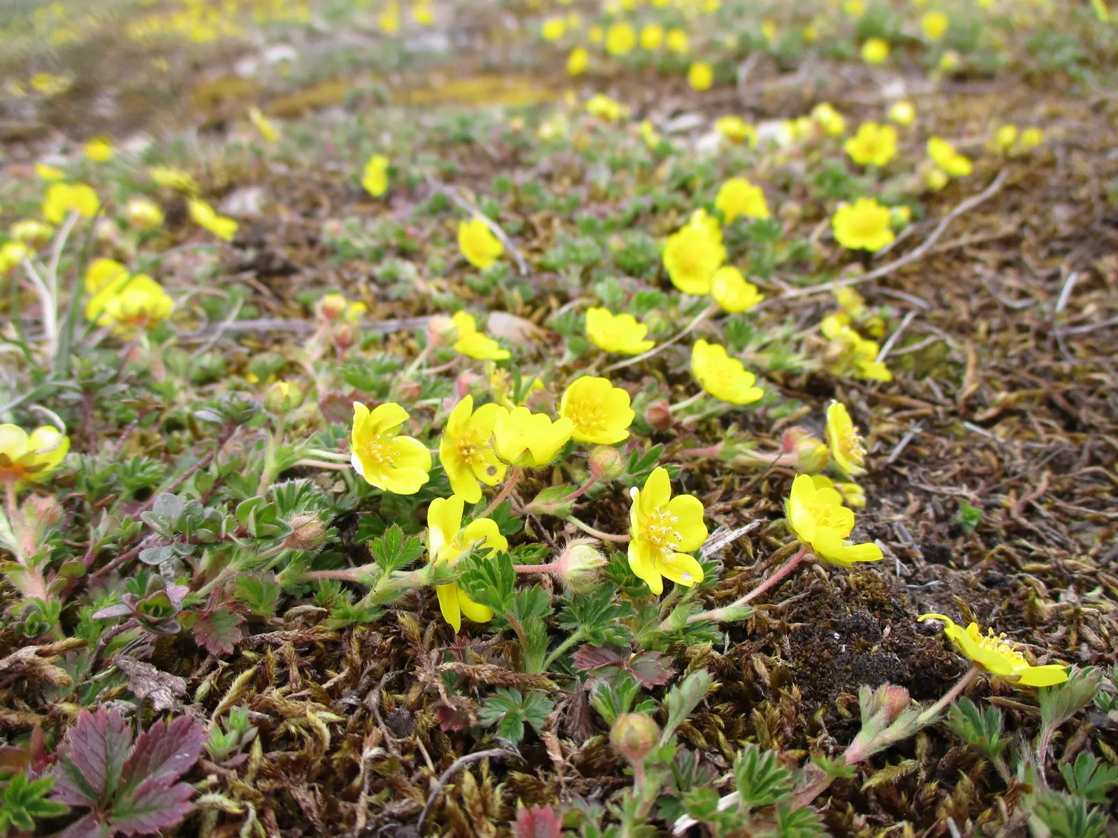 Cinquefoil (Potentilla Neumanniana) — its semi-evergreen foliage ensures year-round interest; it features bright yellow, five-petaled flowers, image 182