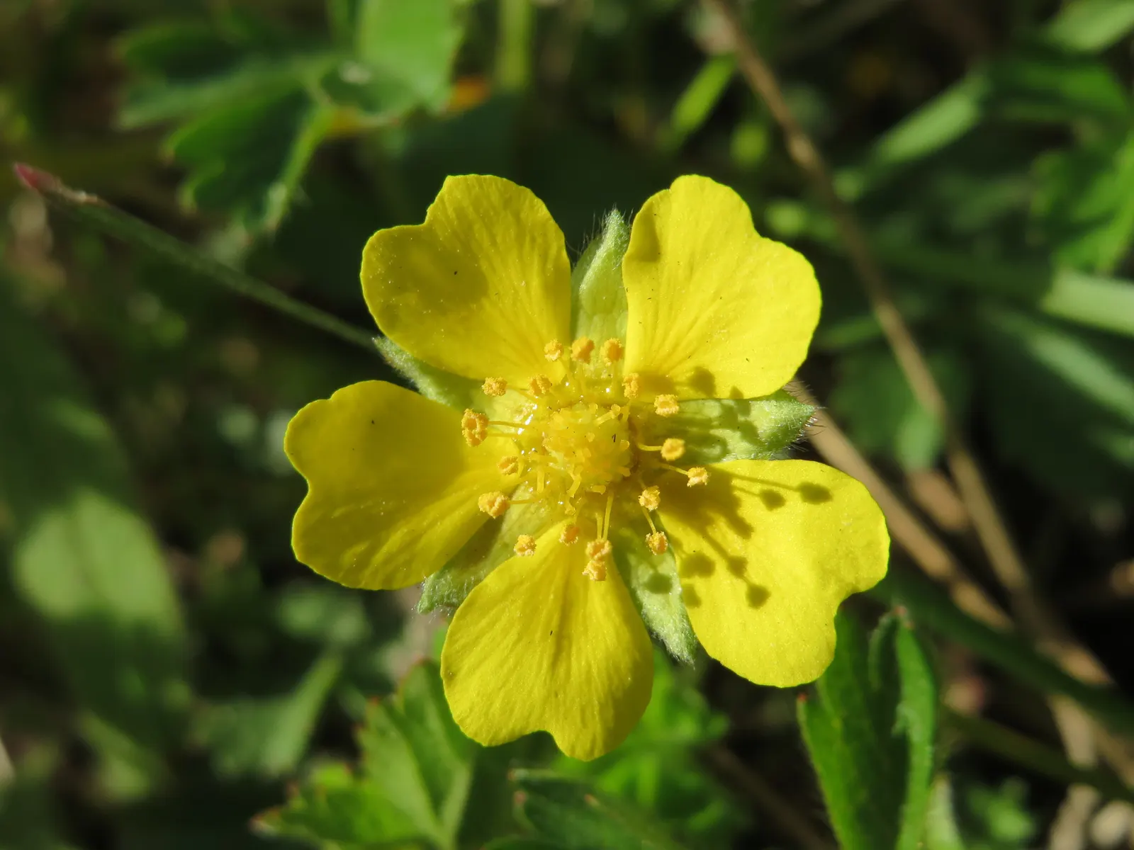 Cinquefoil (Potentilla Neumanniana) — It features bright yellow, five-petaled flowers spanning 0.5-1 inches across atop trifoliate green leaves, image 164