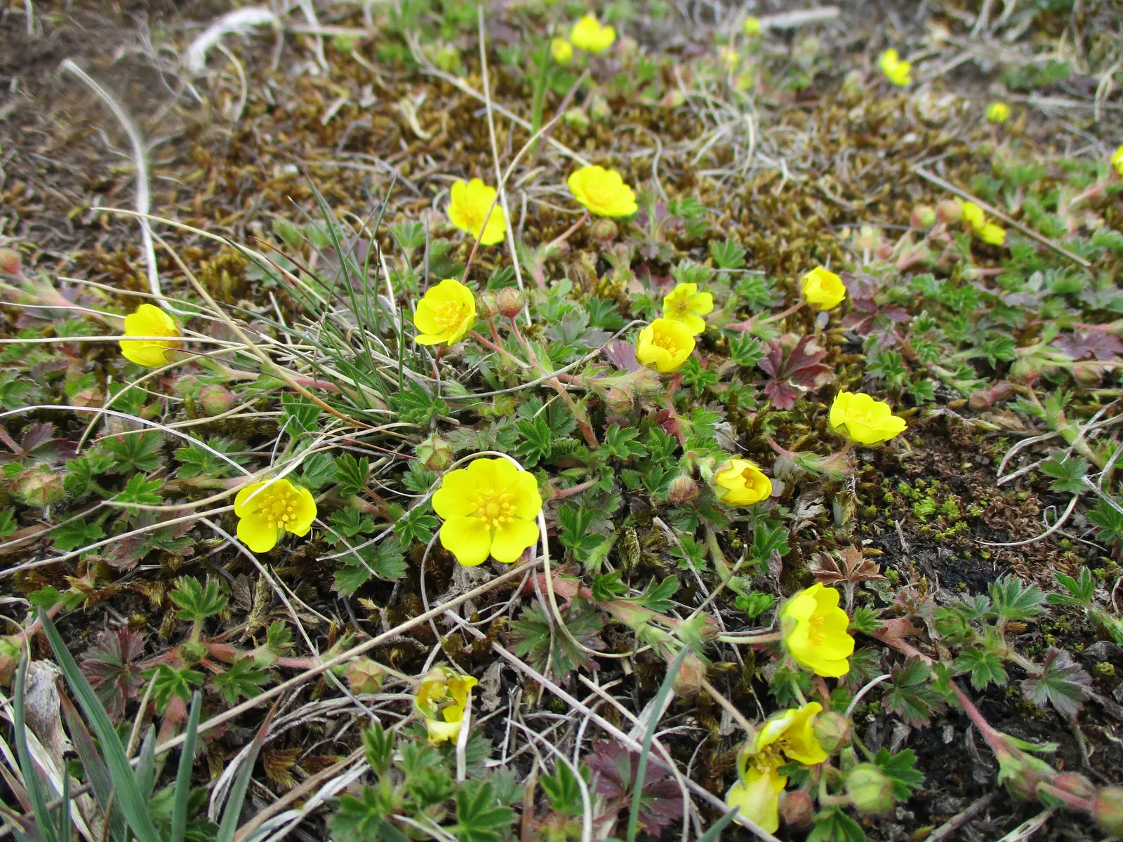 Cinquefoil (Potentilla Neumanniana) — low-lying contrast to taller plants and structures, image 212