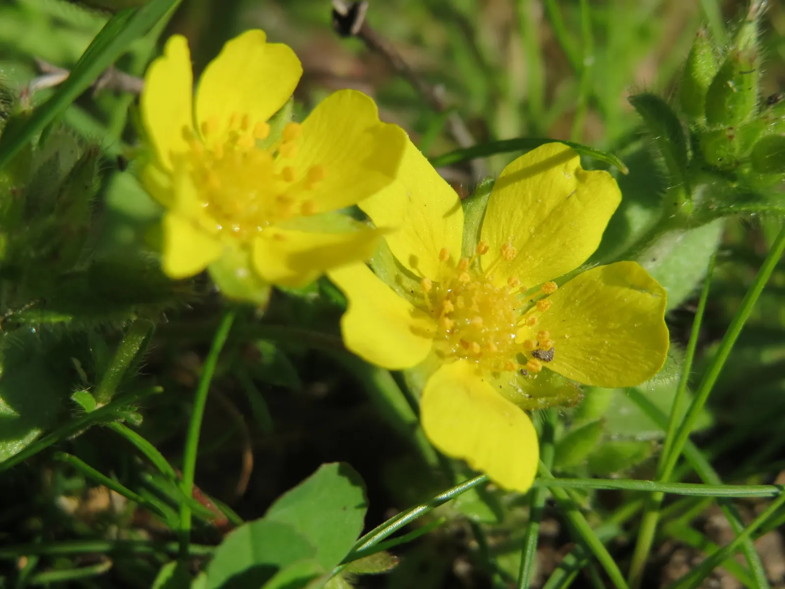 Cinquefoil (Potentilla Neumanniana) — This groundcover spreads 6-12 inches wide and reaches 4-6 inches high, preferring full sun to partial shade, image 138