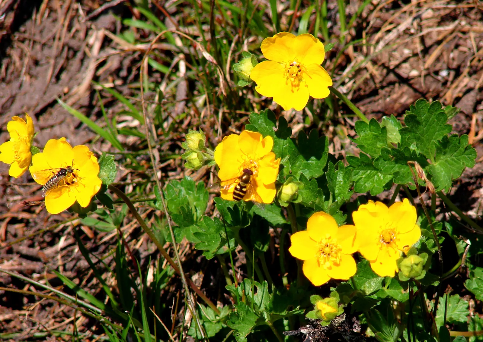 Cinquefoil (Potentilla Neumanniana) — It is a versatile plant that thrives in USDA Hardiness Zones 4 through 8; ground cover with yellow blooms, image 197