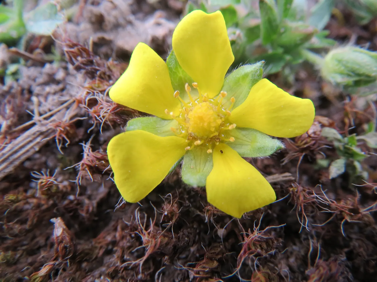 Cinquefoil (Potentilla Neumanniana) — Cinquefoil (Potentilla neumanniana) is a low-growing perennial, thriving in USDA zones 4-8; it's, image 163