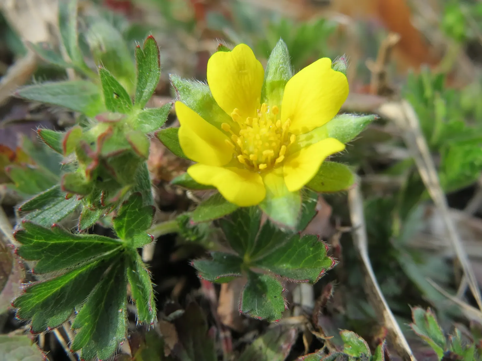 Cinquefoil (Potentilla Neumanniana) — low-lying contrast to taller plants and structures, image 158