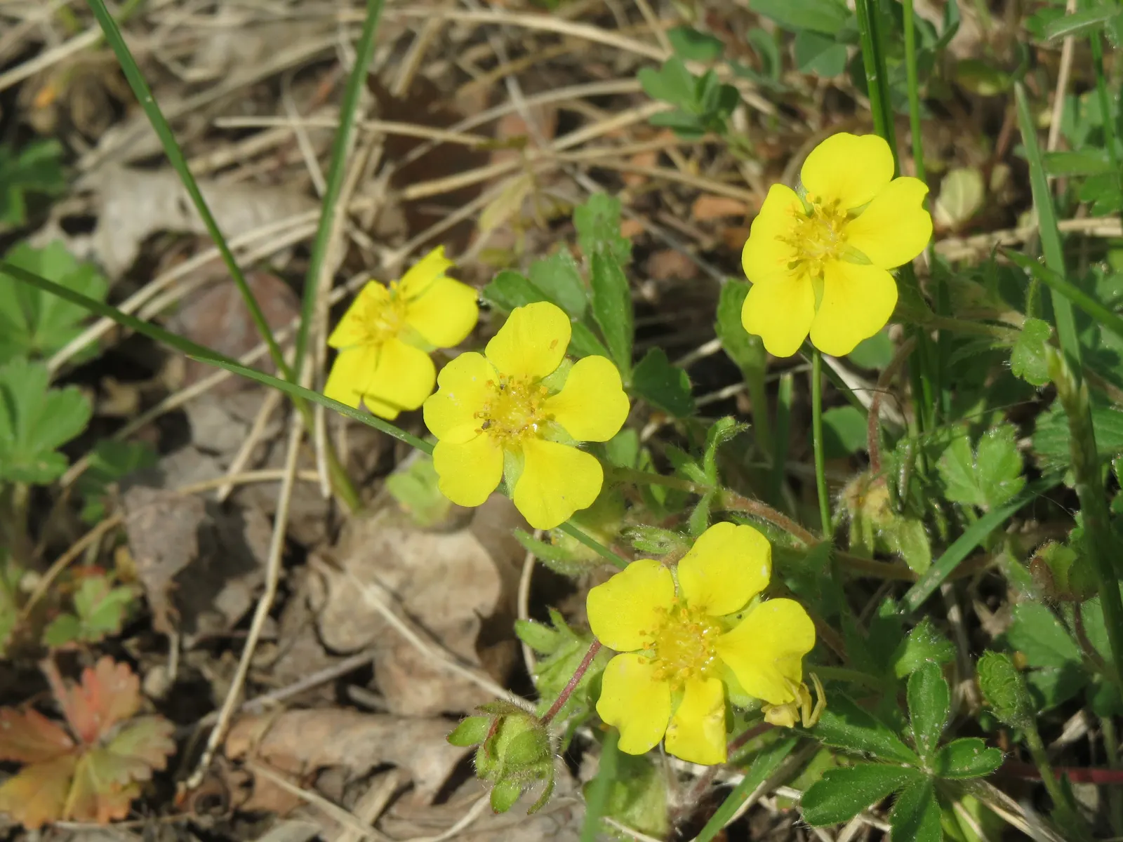 Cinquefoil (Potentilla Neumanniana) — ground cover for full or half or shade; creating an aesthetically pleasing tapestry of texture and color