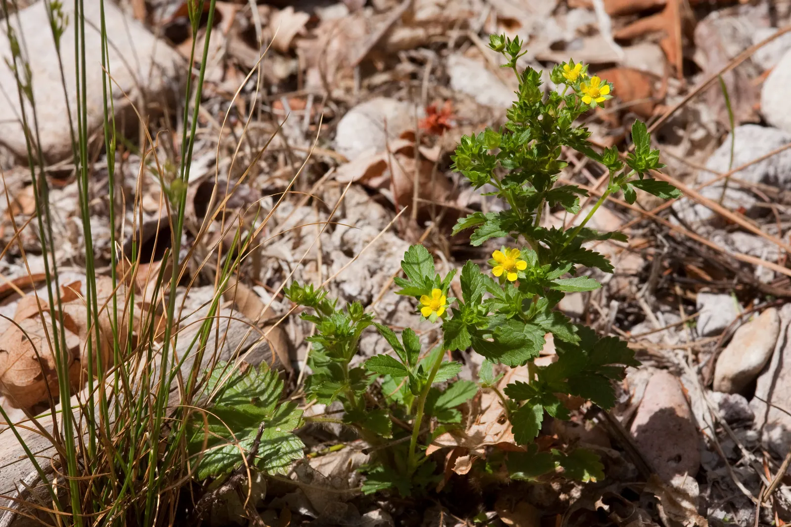 Cinquefoil (Potentilla Neumanniana) — adding to its appeal for sustainable; this plant prefers full sun to partial shade and is highly adaptable to, image 153