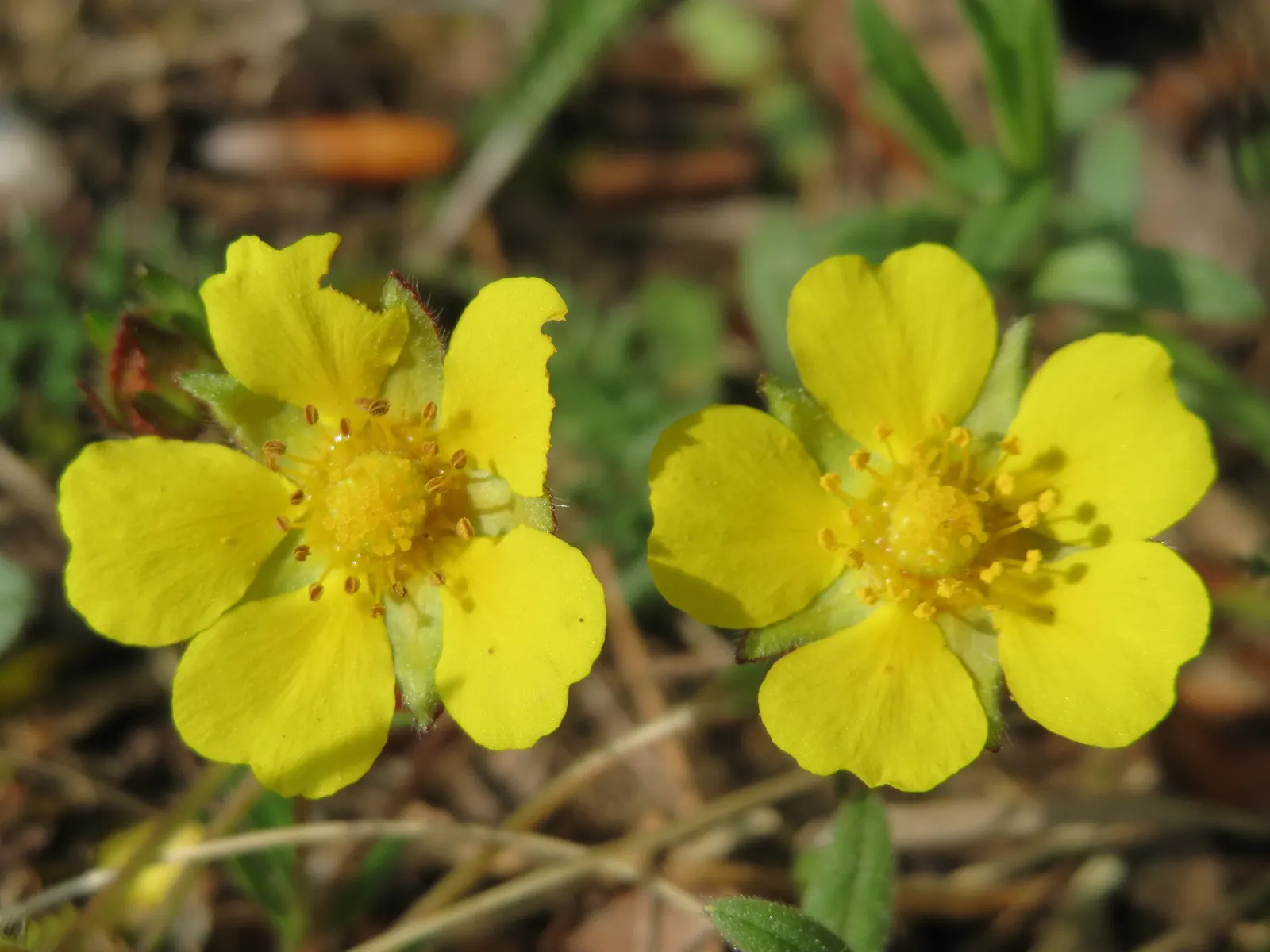 Cinquefoil (Potentilla Neumanniana) — Potentilla neumanniana is an excellent choice for rock gardens; is a perennial groundcover that boasts vibrant green