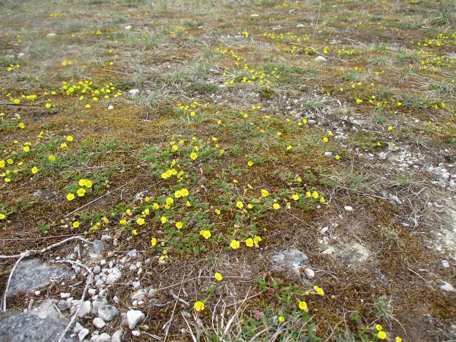 Cinquefoil (Potentilla Neumanniana) — commonly referred to as Cinquefoil or Spring Cinquefoil; which offer a dazzling display of color and attract, image 195