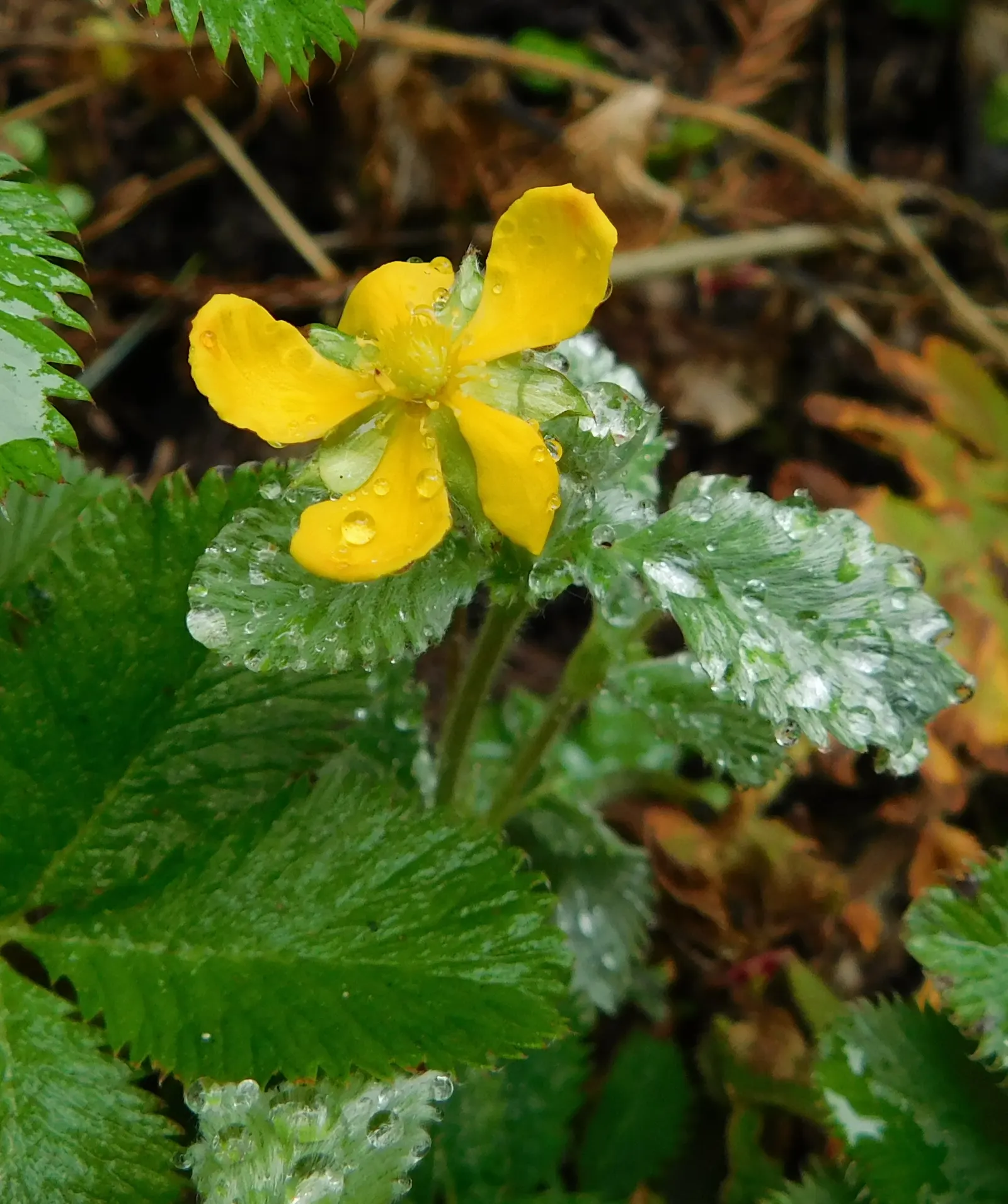 Cinquefoil (Potentilla Neumanniana) — Potentilla neumanniana is an excellent choice for rock gardens; is a perennial groundcover that boasts, image 148