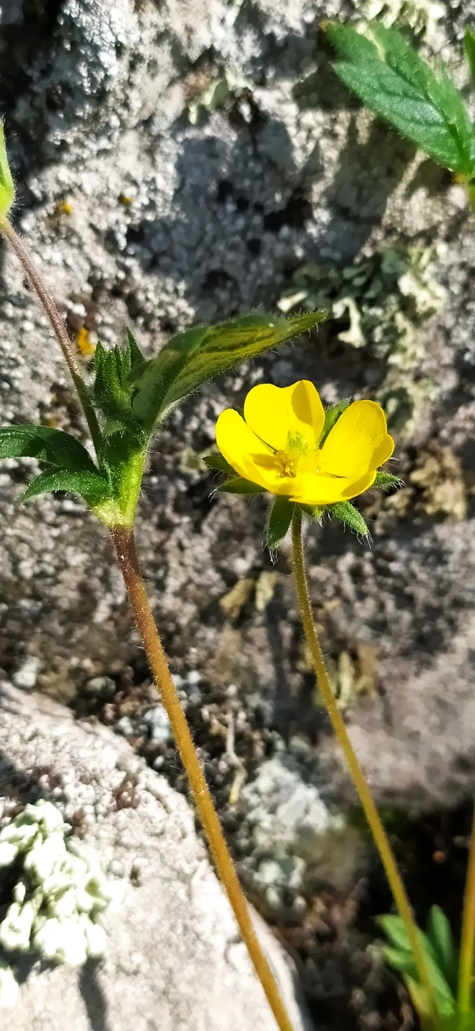 Cinquefoil (Potentilla Neumanniana) — and as a groundcover over large areas, image 122