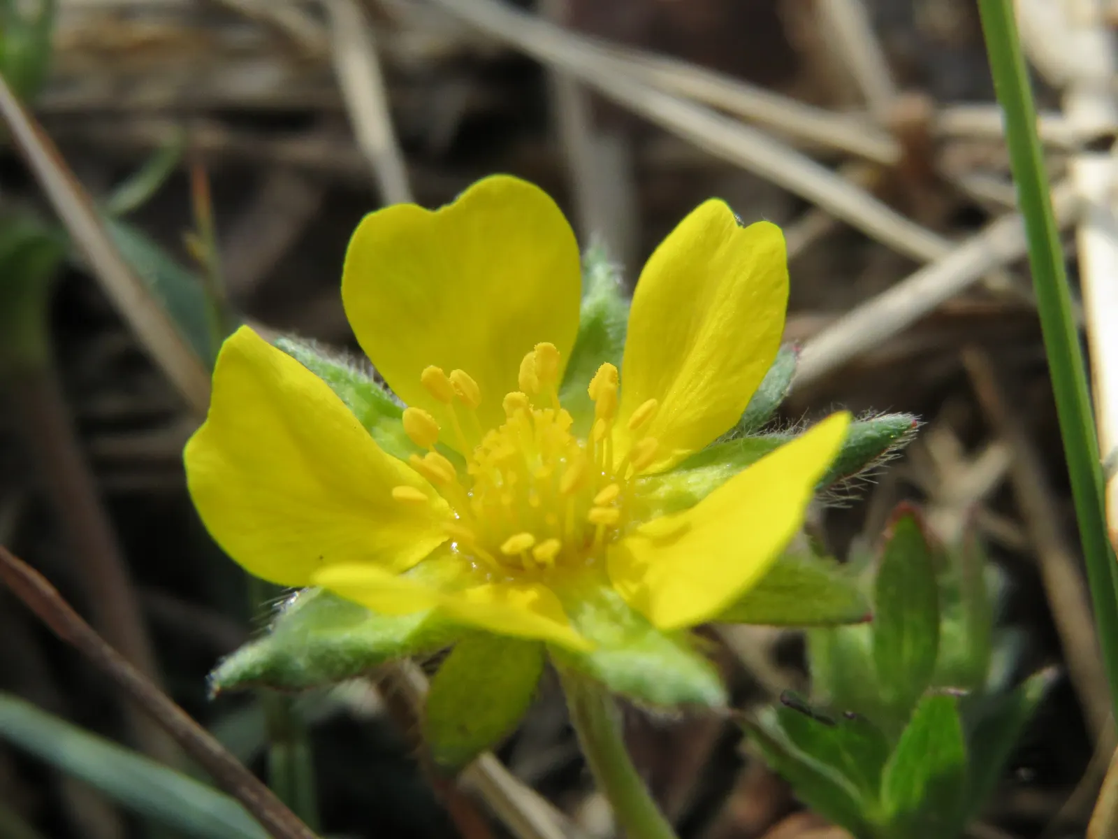 Cinquefoil (Potentilla Neumanniana) — This plant prefers full sun to partial shade and is highly adaptable to various soil types; especially in, image 69