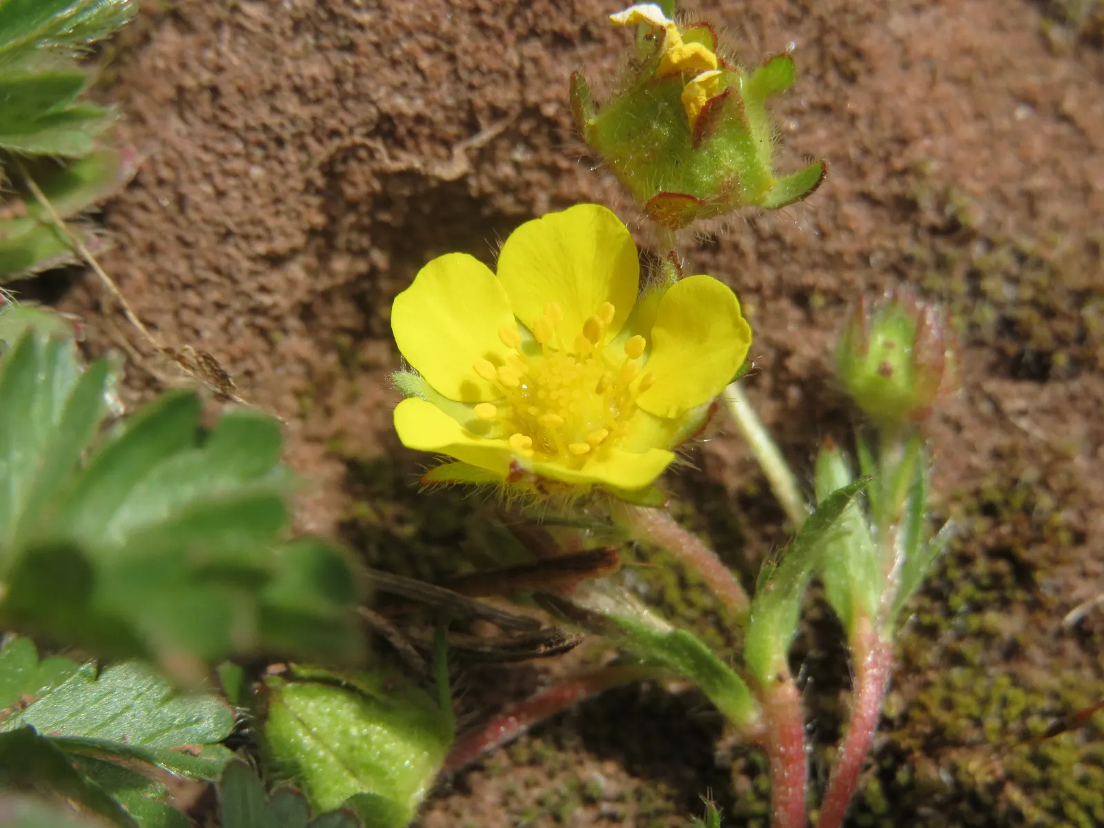 Cinquefoil (Potentilla Neumanniana) — and as a groundcover over large areas, image 95