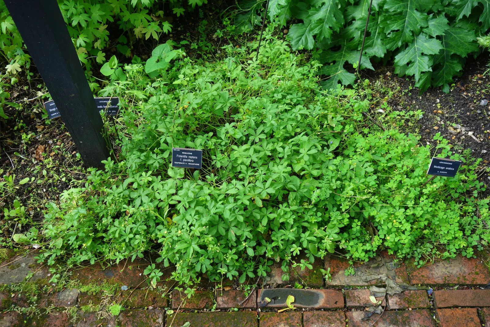 Cinquefoil (Potentilla Neumanniana) — providing a dense mat that effectively suppresses weeds; commonly referred to as Cinquefoil or Spring, image 171