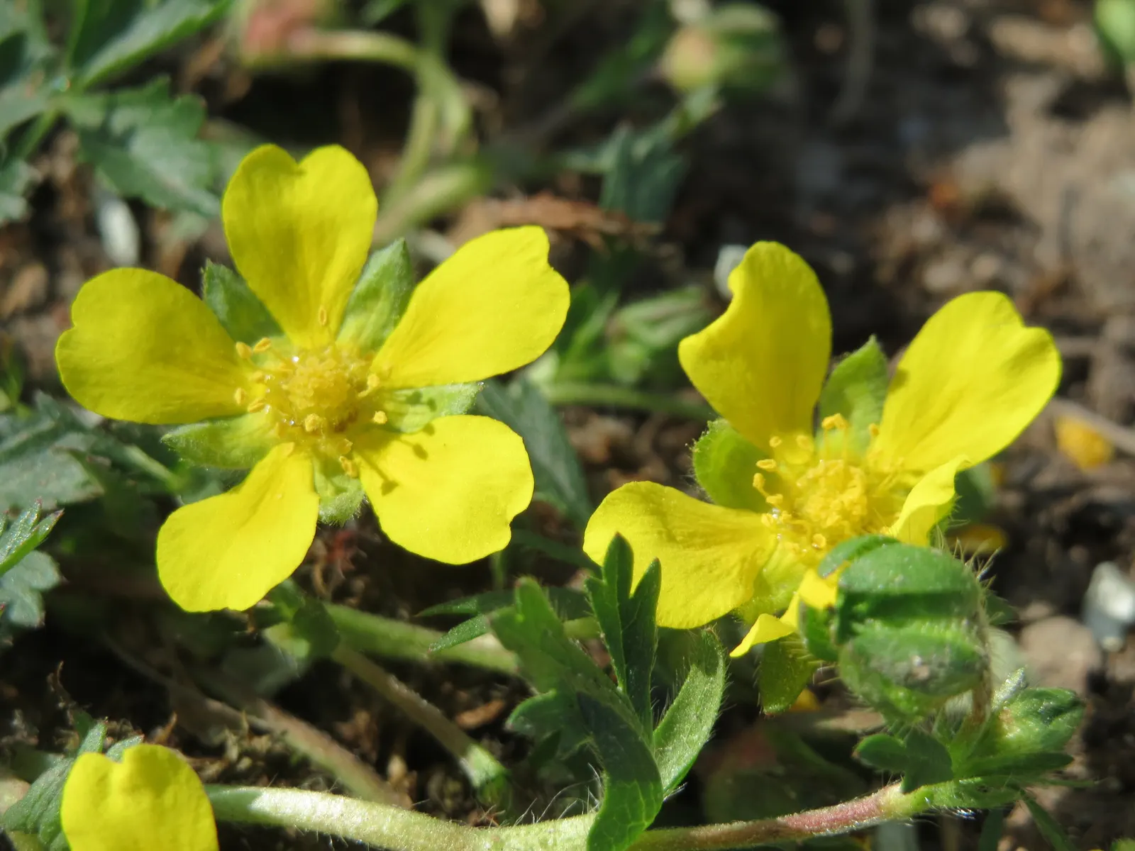 Cinquefoil (Potentilla Neumanniana) — incorporating Potentilla neumanniana can provide a vivid; though it flourishes in well-drained, image 130