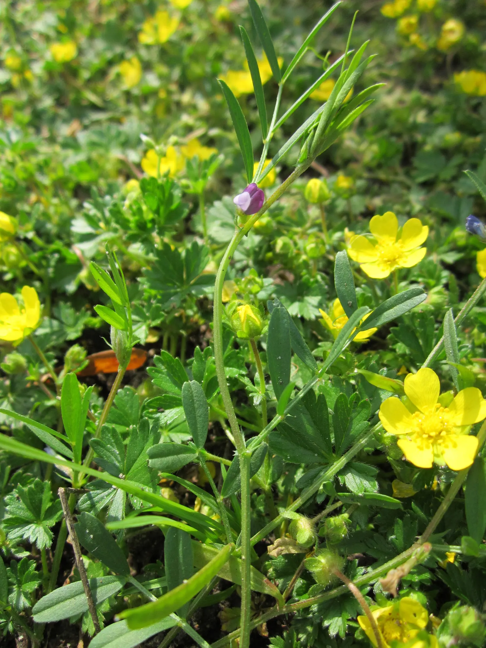 Cinquefoil (Potentilla Neumanniana) — especially in milder winter climates.<br><br>In designing a garden; providing a dense mat that effectively, image 156