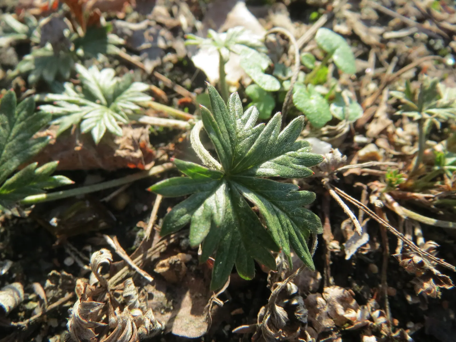 Cinquefoil (Potentilla Neumanniana) — Cinquefoil (Potentilla neumanniana) is a low-growing perennial, thriving in USDA zones 4-8; it's, image 82