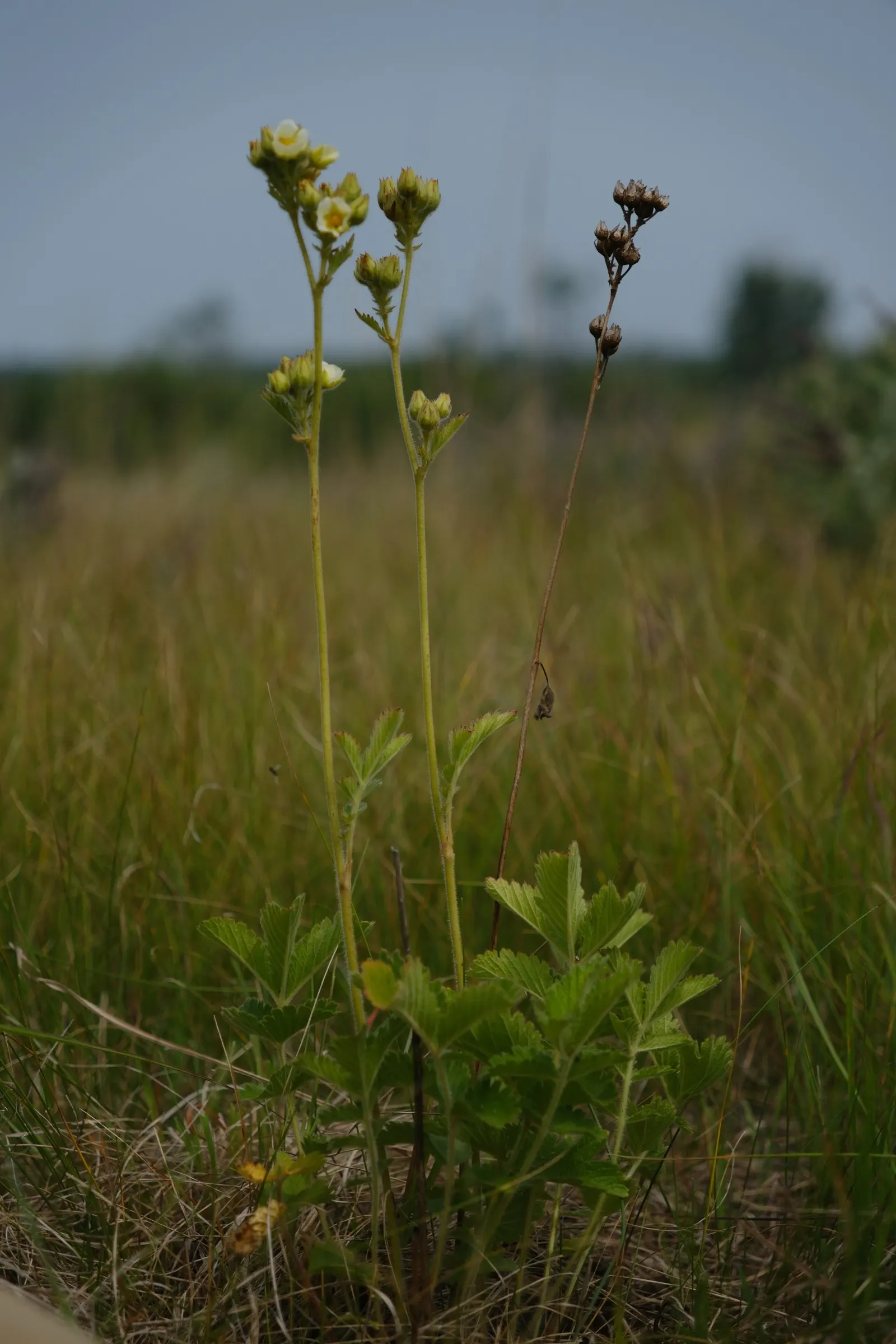Cinquefoil (Potentilla Neumanniana) — This groundcover spreads 6-12 inches wide and reaches 4-6 inches high, preferring full sun to partial shade, image 111