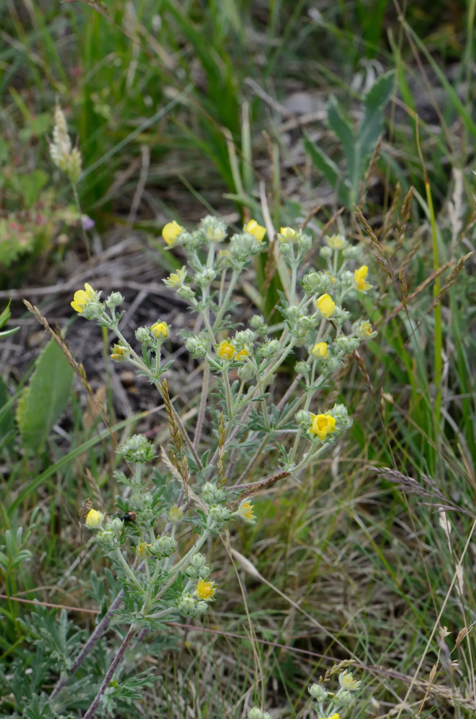 Cinquefoil (Potentilla Neumanniana) — creating an aesthetically pleasing tapestry of texture and color; this groundcover spreads 6-12 inches wide, image 132
