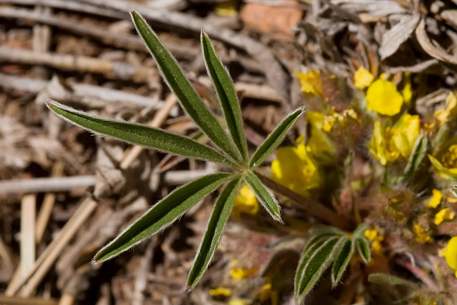 Cinquefoil (Potentilla Neumanniana) — adding to its appeal for sustainable; this plant prefers full sun to partial shade and is highly adaptable to, image 126