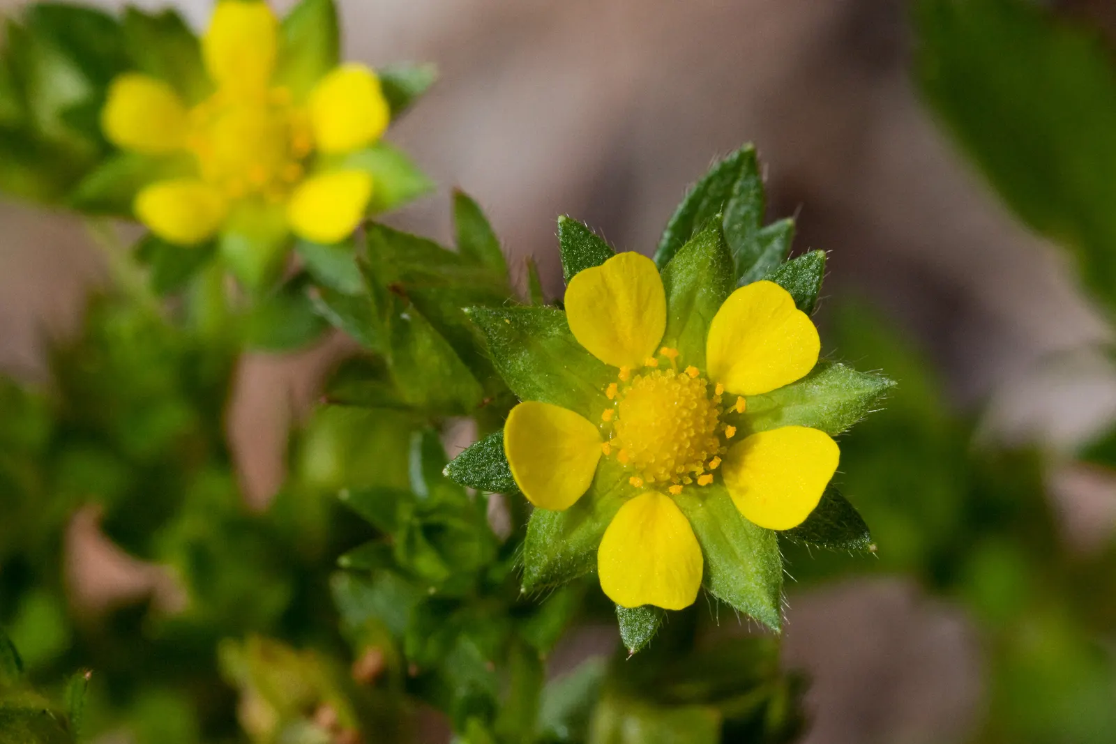 Cinquefoil (Potentilla Neumanniana) — and as a groundcover over large areas, image 176