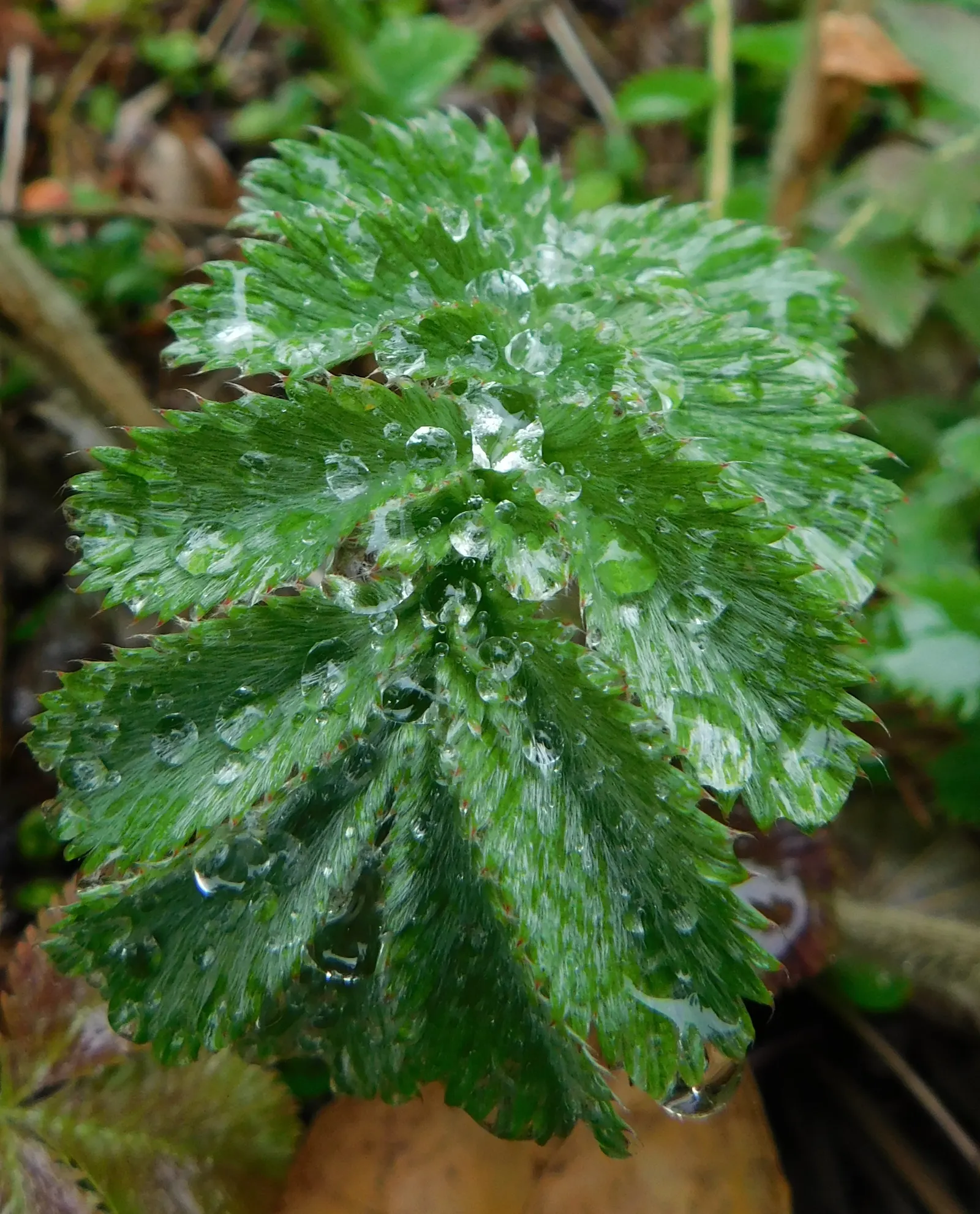 Cinquefoil (Potentilla Neumanniana) — though it flourishes in well-drained