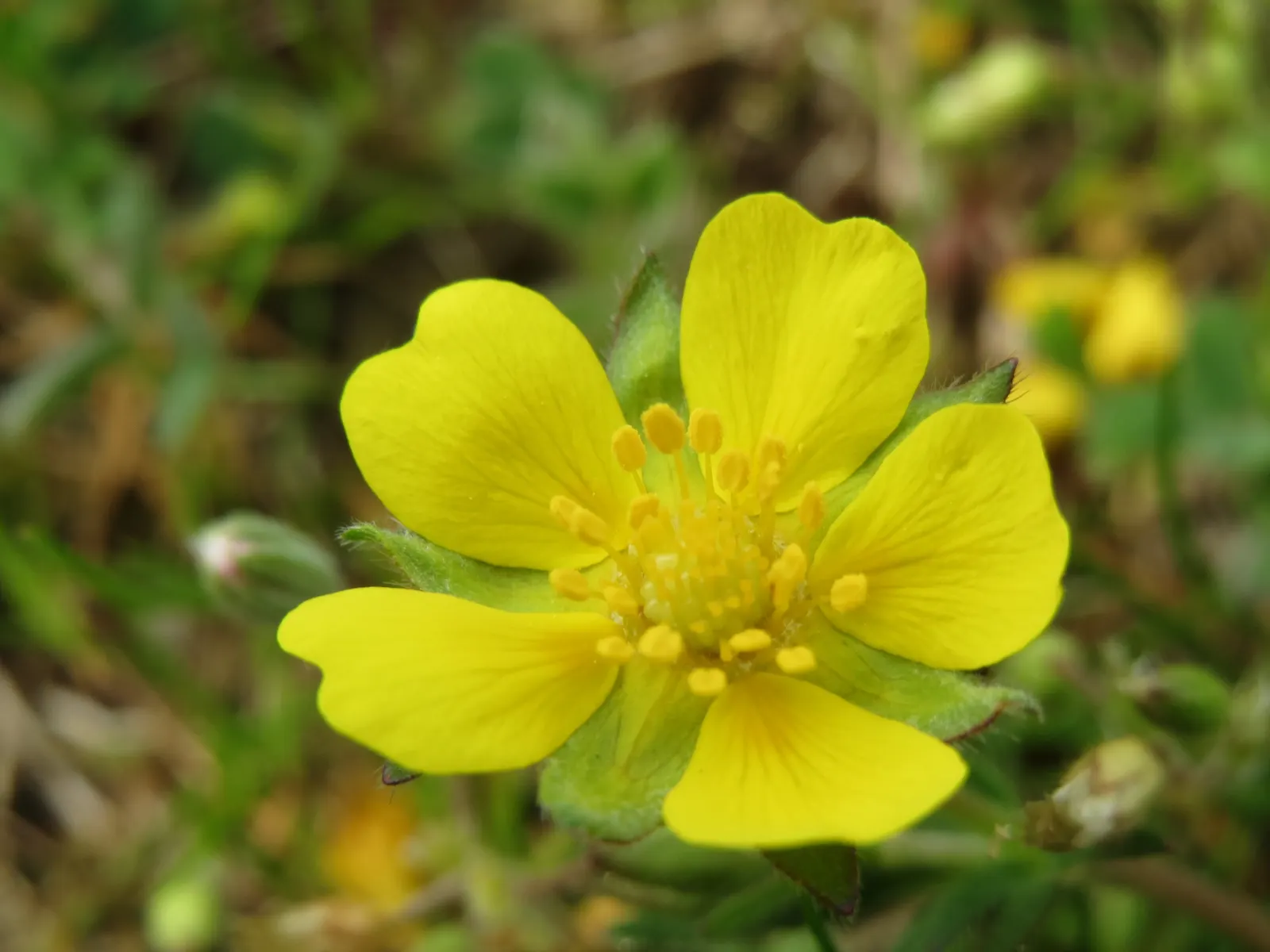 Cinquefoil (Potentilla Neumanniana) — and as a groundcover over large areas, image 41
