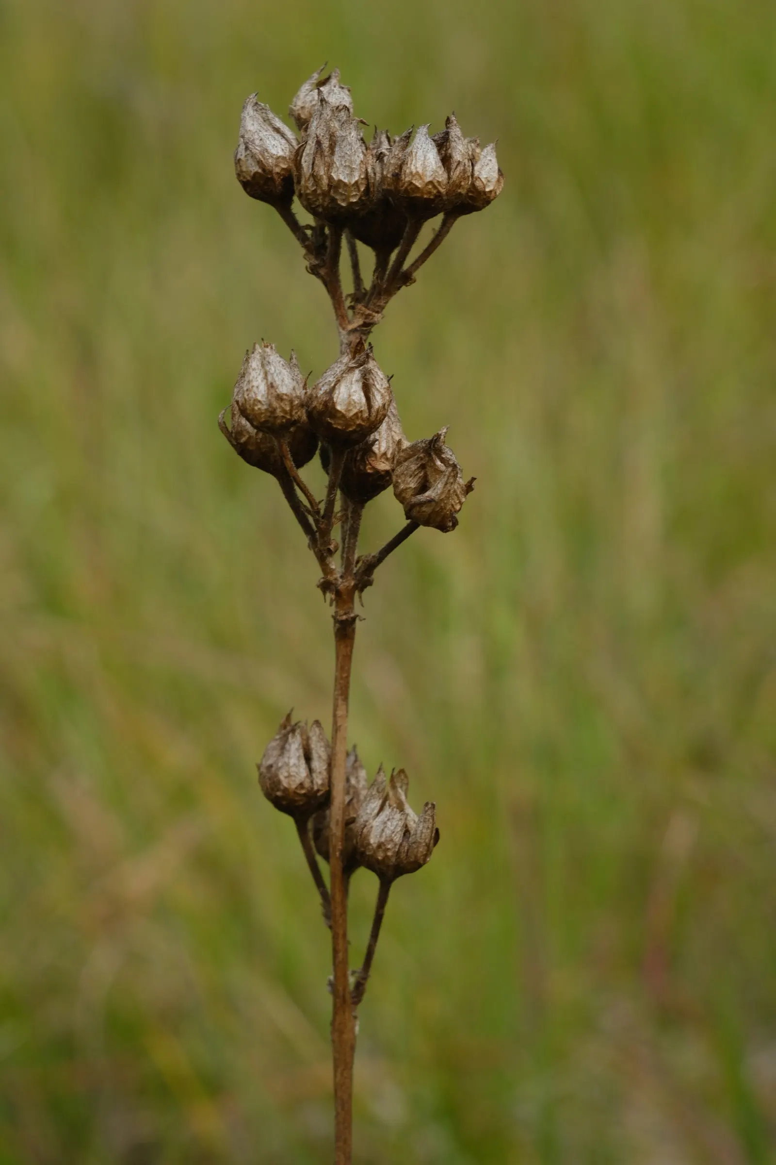 Cinquefoil (Potentilla Neumanniana) — It is a versatile plant that thrives in USDA Hardiness Zones 4 through 8; ground cover with yellow blooms, image 170