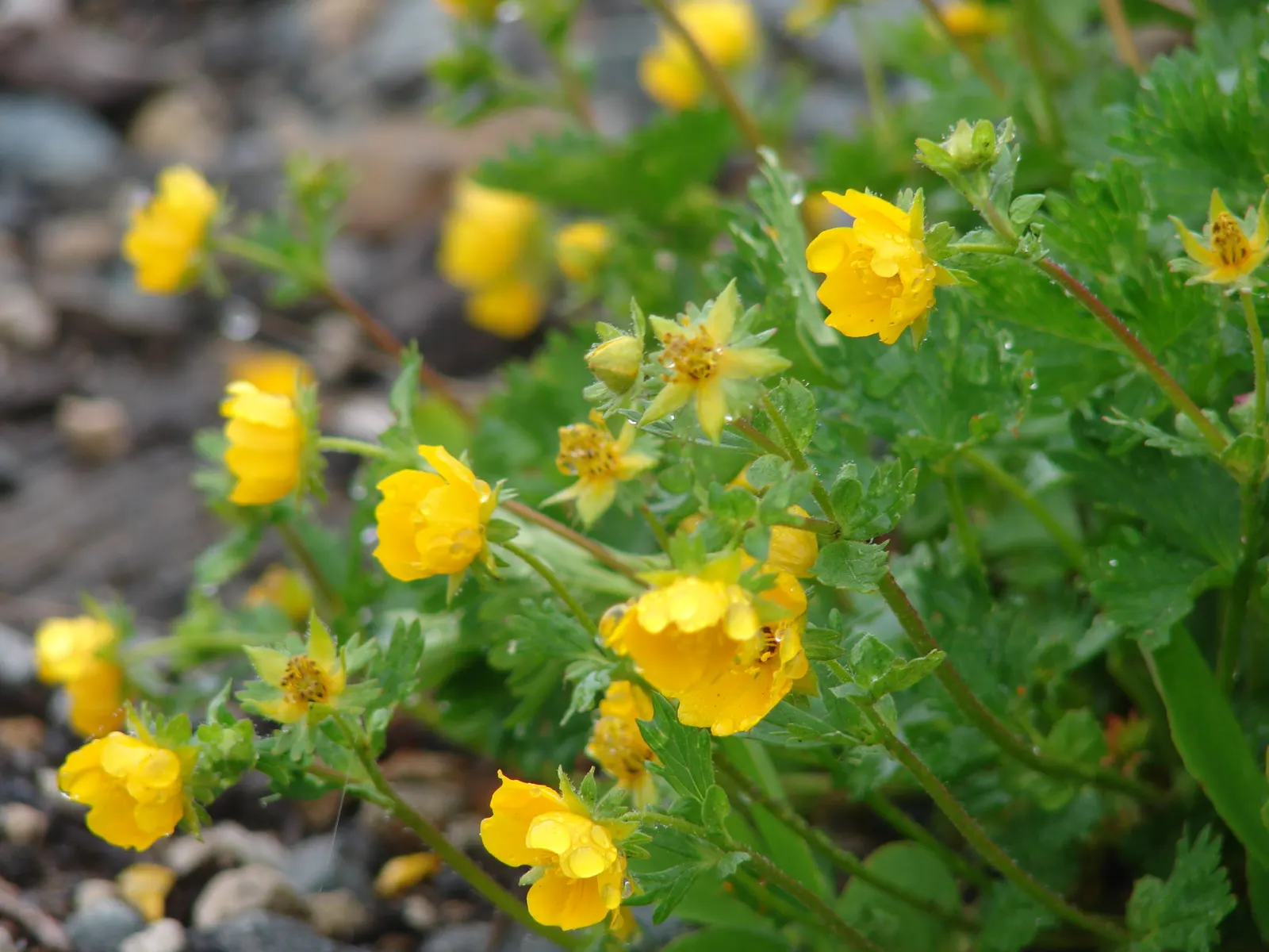 Cinquefoil (Potentilla Neumanniana) — incorporating Potentilla neumanniana can provide a vivid; though it flourishes in well-drained, image 184