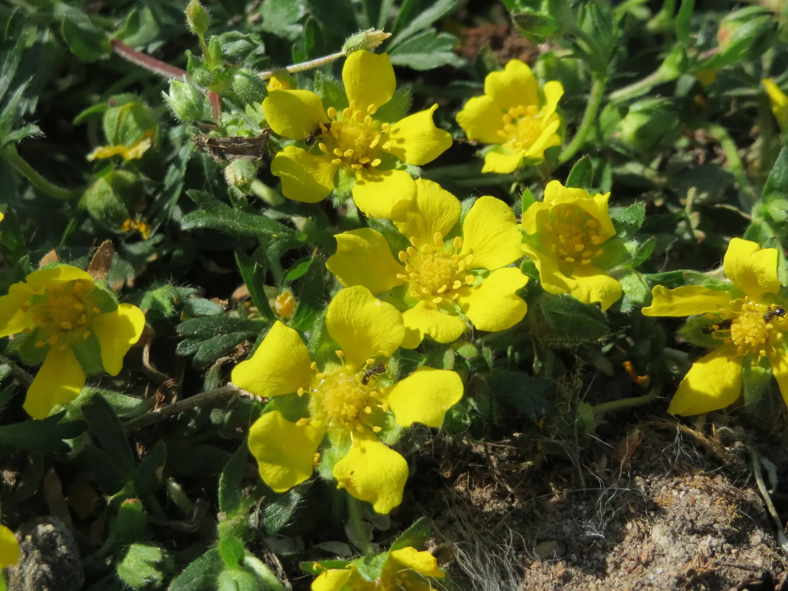 Cinquefoil (Potentilla Neumanniana) — It's drought-tolerant once established and ideal for rock gardens, borders, or erosion control; yellow, image 112