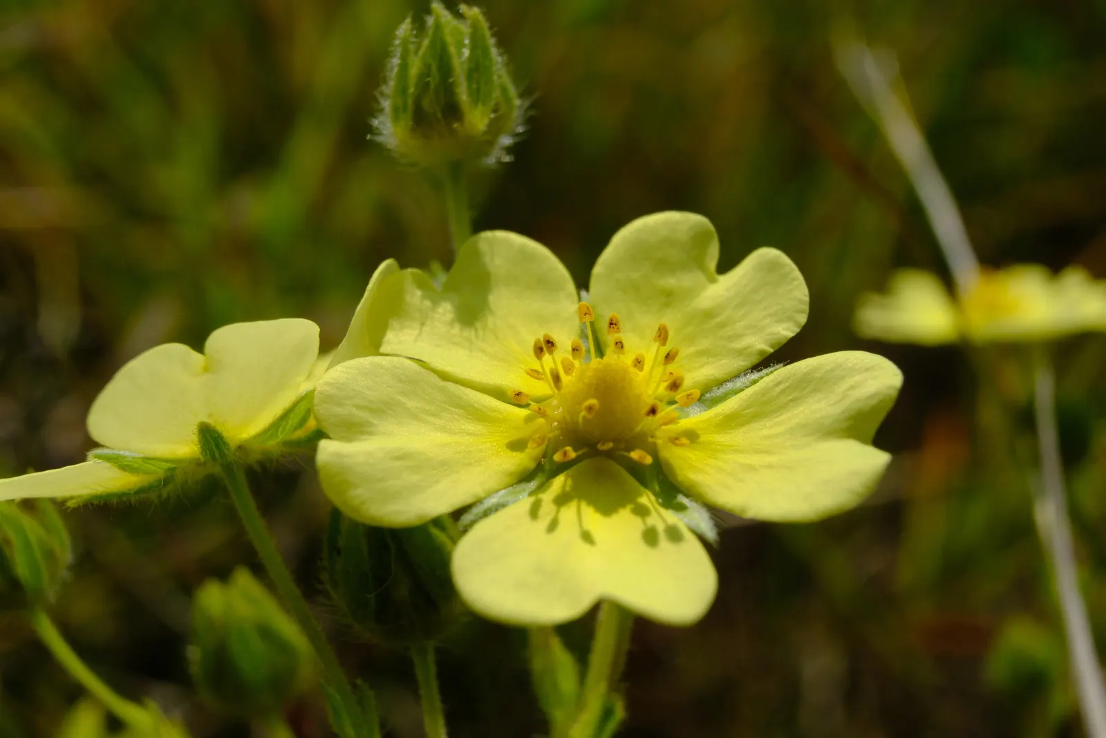 Cinquefoil (Potentilla Neumanniana) — is a perennial groundcover that boasts vibrant green; low-maintenance landscapes, image 61