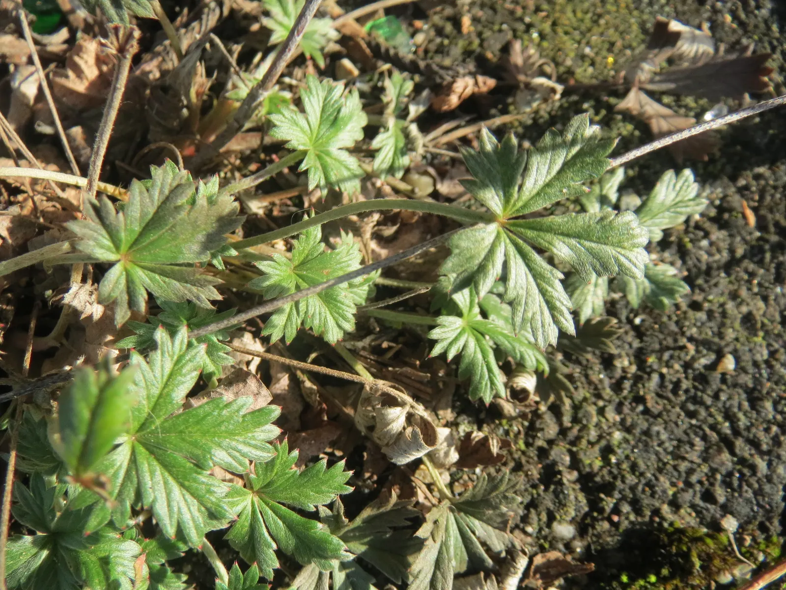 Cinquefoil (Potentilla Neumanniana) — its semi-evergreen foliage ensures year-round interest; it features bright yellow, five-petaled flowers, image 155