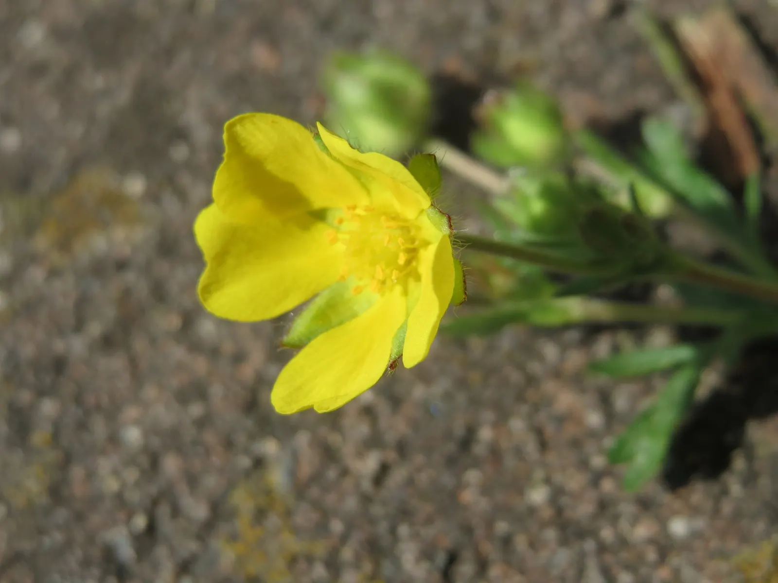 Cinquefoil (Potentilla Neumanniana) — Blooming occurs in early to mid-spring, adding a splash of color to the landscape, image 194