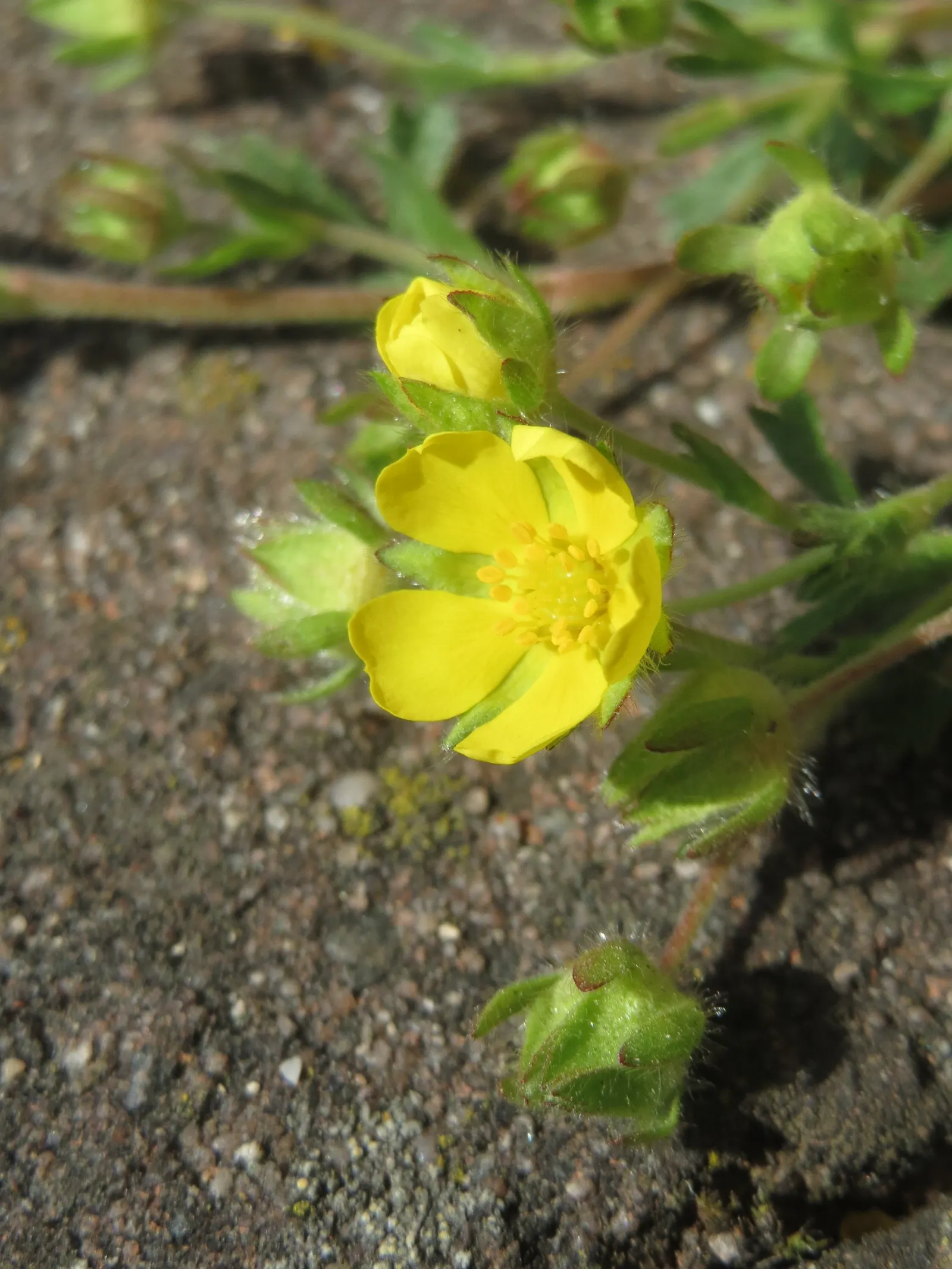 Cinquefoil (Potentilla Neumanniana) — It features bright yellow, five-petaled flowers spanning 0.5-1 inches across atop trifoliate green leaves, image 137