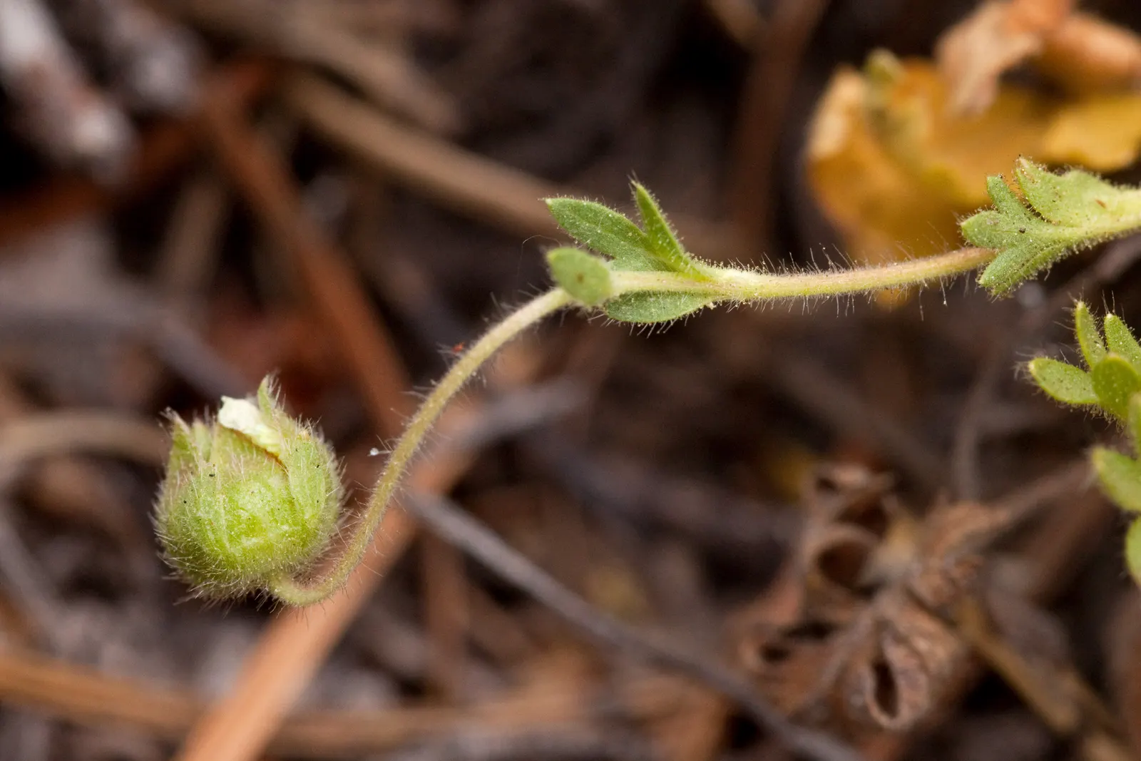 Cinquefoil (Potentilla Neumanniana) — low-lying contrast to taller plants and structures, image 50