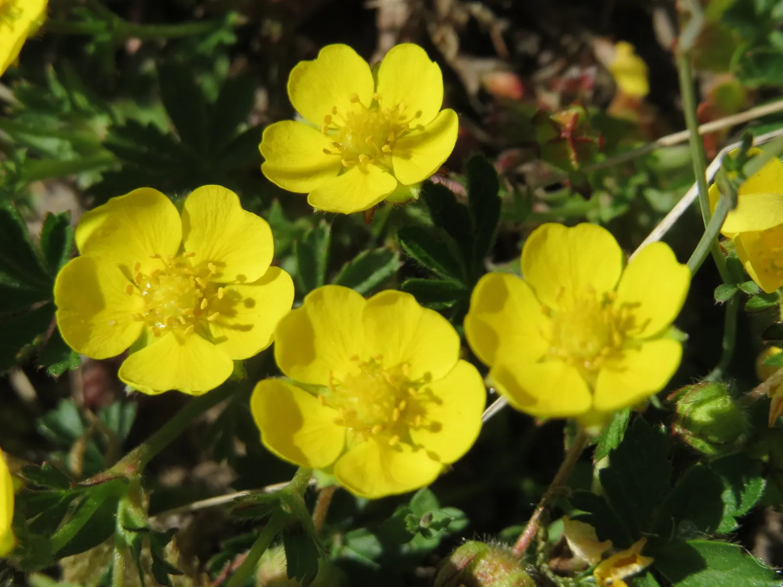 Cinquefoil (Potentilla Neumanniana) — incorporating Potentilla neumanniana can provide a vivid; though it flourishes in well-drained, image 103