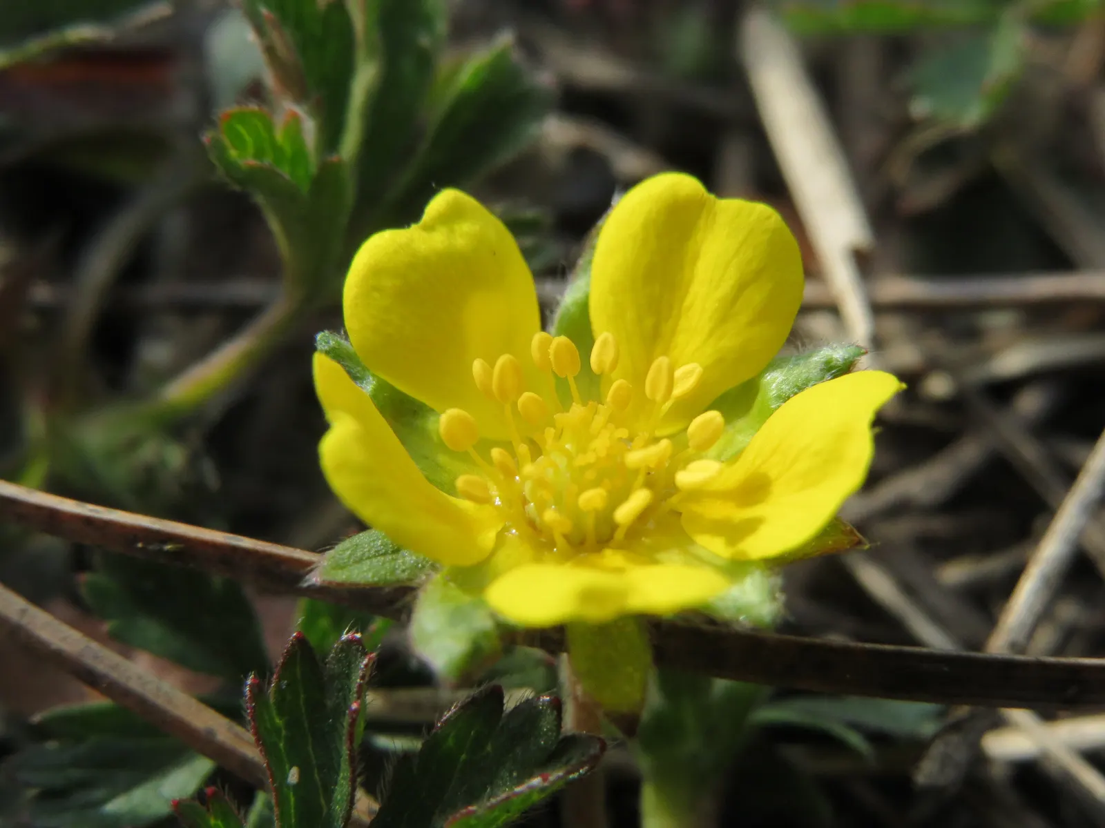 Cinquefoil (Potentilla Neumanniana) — yellow flowers in the garden; the plant is adorned with bright yellow flowers, image 106