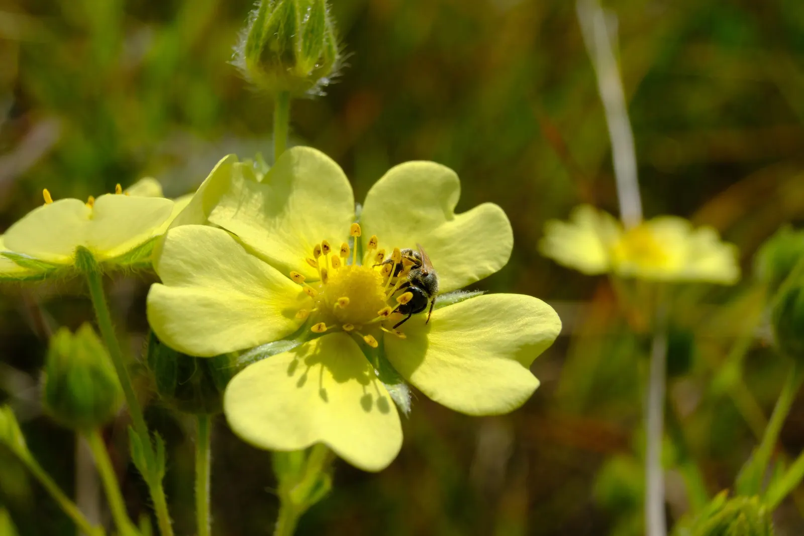 Cinquefoil (Potentilla Neumanniana) — which offer a dazzling display of color and attract pollinators to the garden.<br><br>For landscape design; ground cover