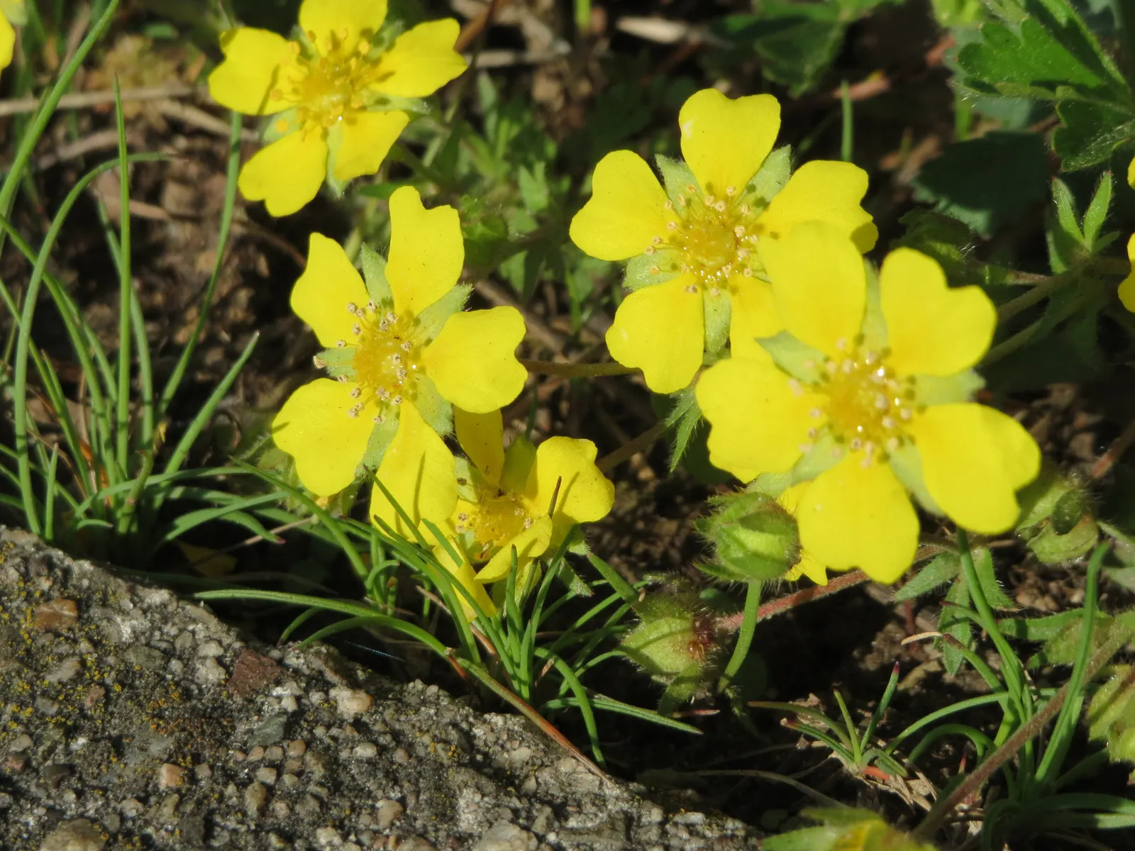 Cinquefoil (Potentilla Neumanniana) — especially in milder winter climates.<br><br>In designing a garden; providing a dense mat that effectively, image 210