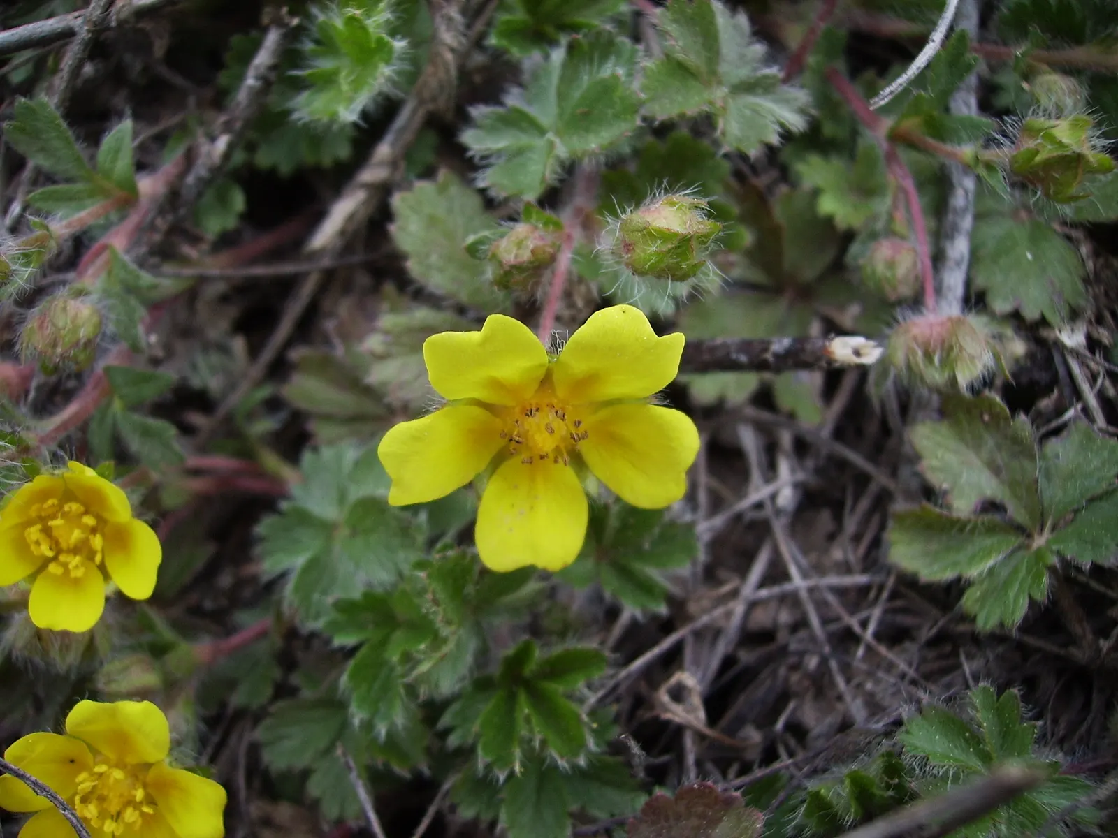 Cinquefoil (Potentilla Neumanniana) — ground cover with yellow blooms; cinquefoil is drought-resistant, image 215