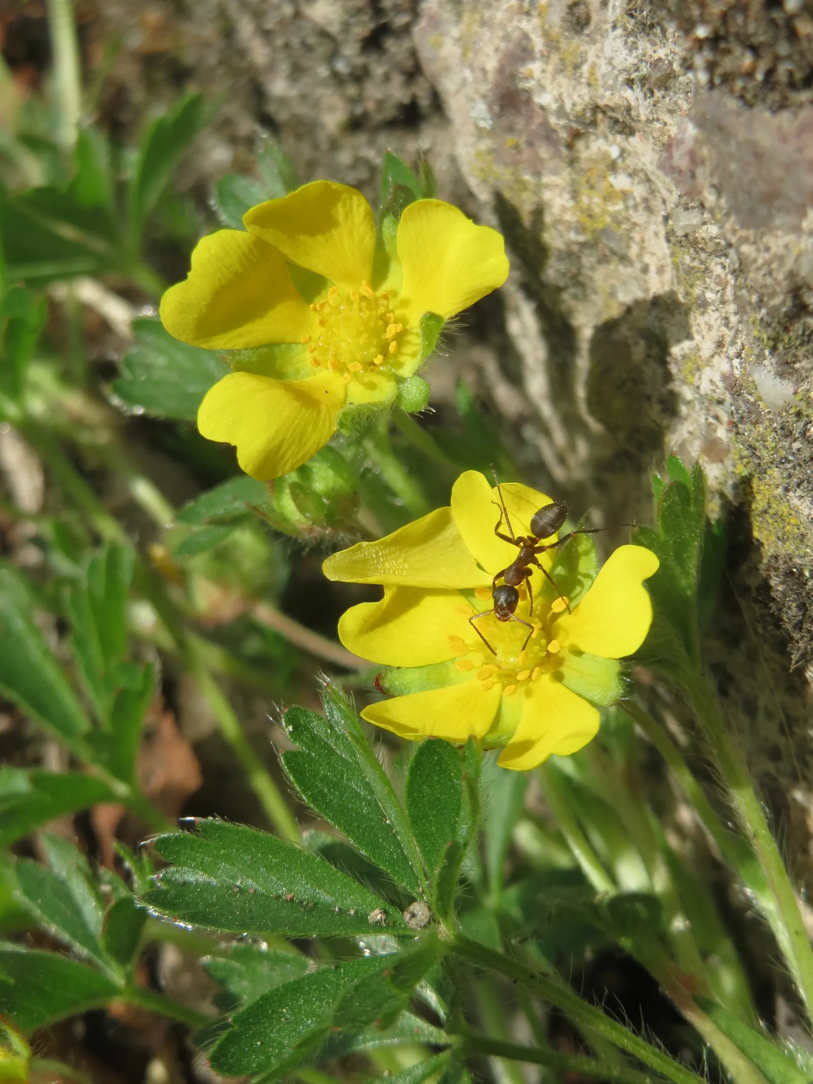 Cinquefoil (Potentilla Neumanniana) — low-maintenance landscapes; incorporating Potentilla neumanniana can provide a vivid, image 181