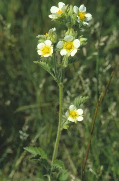 Cinquefoil (Potentilla Neumanniana) — low-lying contrast to taller plants and structures, image 185
