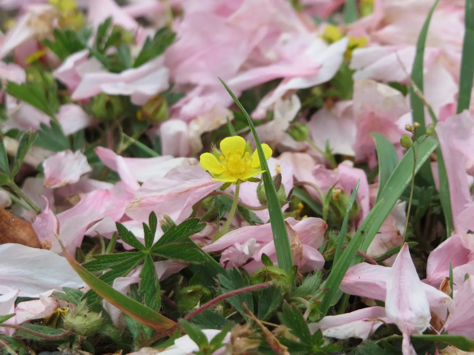 Cinquefoil (Potentilla Neumanniana) — It features bright yellow, five-petaled flowers spanning 0.5-1 inches across atop trifoliate green leaves; about 0.5 to 1