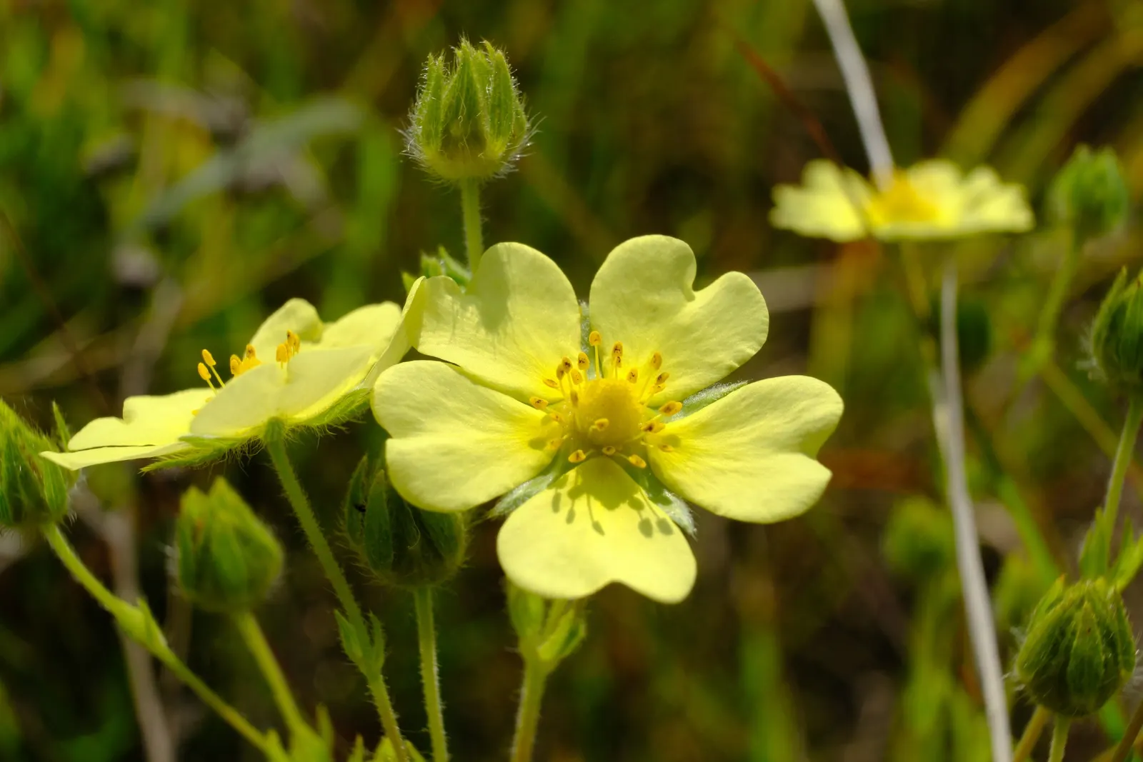 Cinquefoil (Potentilla Neumanniana) — and as a groundcover over large areas, image 149