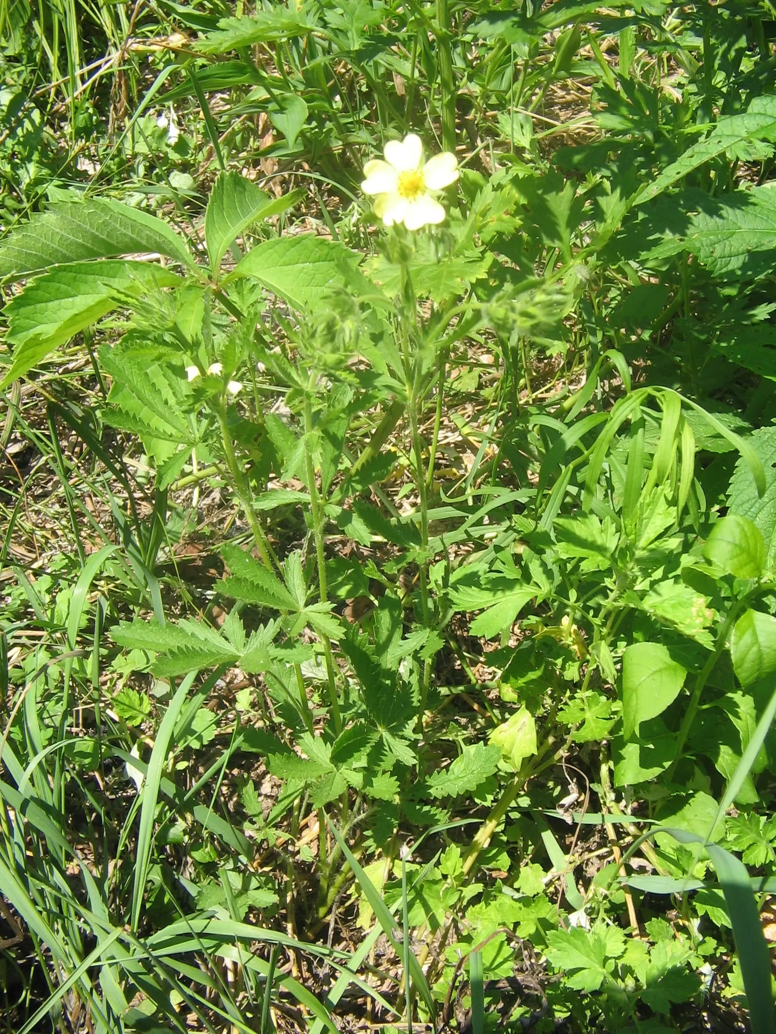 Cinquefoil (Potentilla Neumanniana) — This groundcover spreads 6-12 inches wide and reaches 4-6 inches high, preferring full sun to partial shade