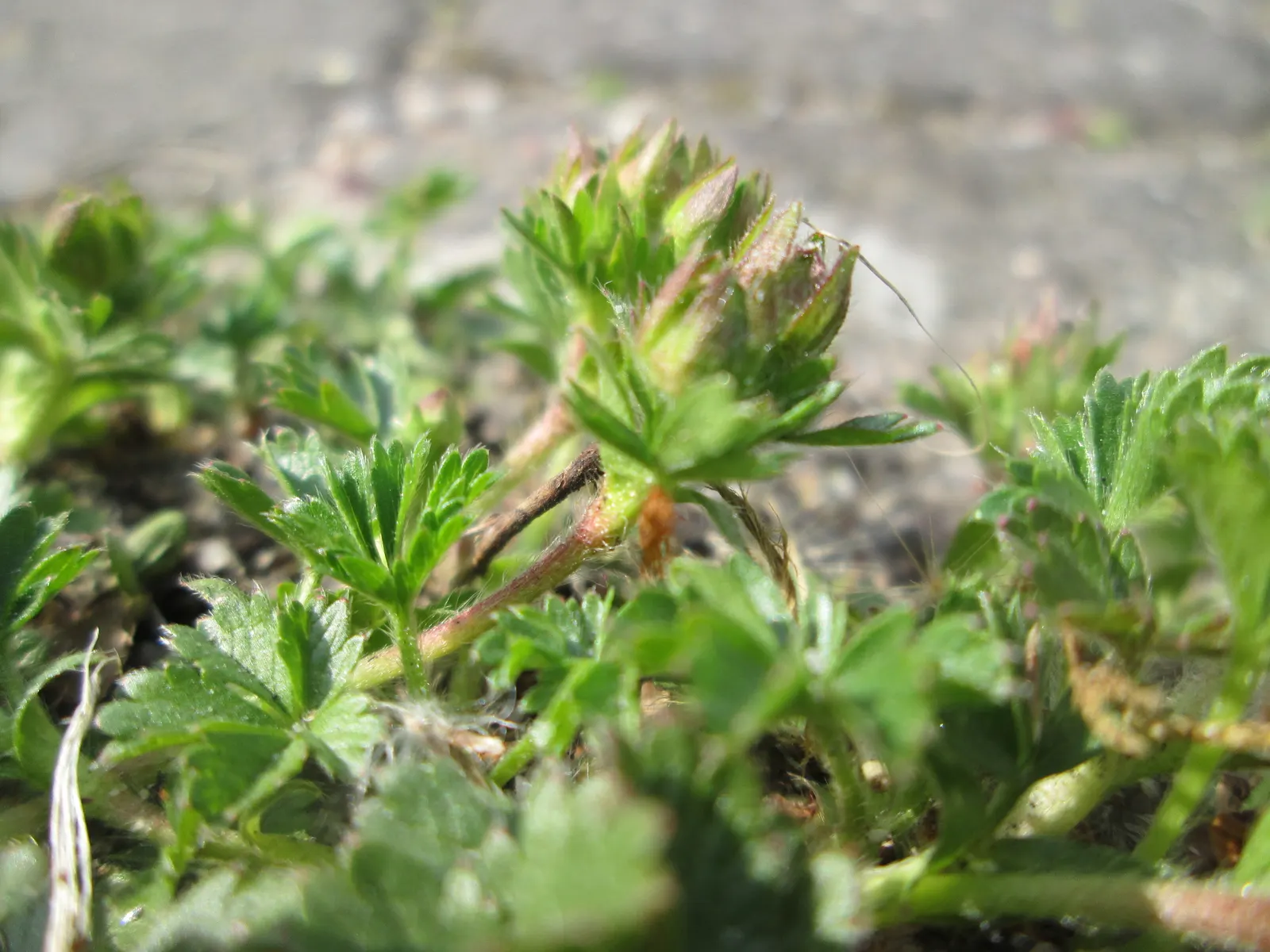 Cinquefoil (Potentilla Neumanniana) — the plant is adorned with bright yellow flowers